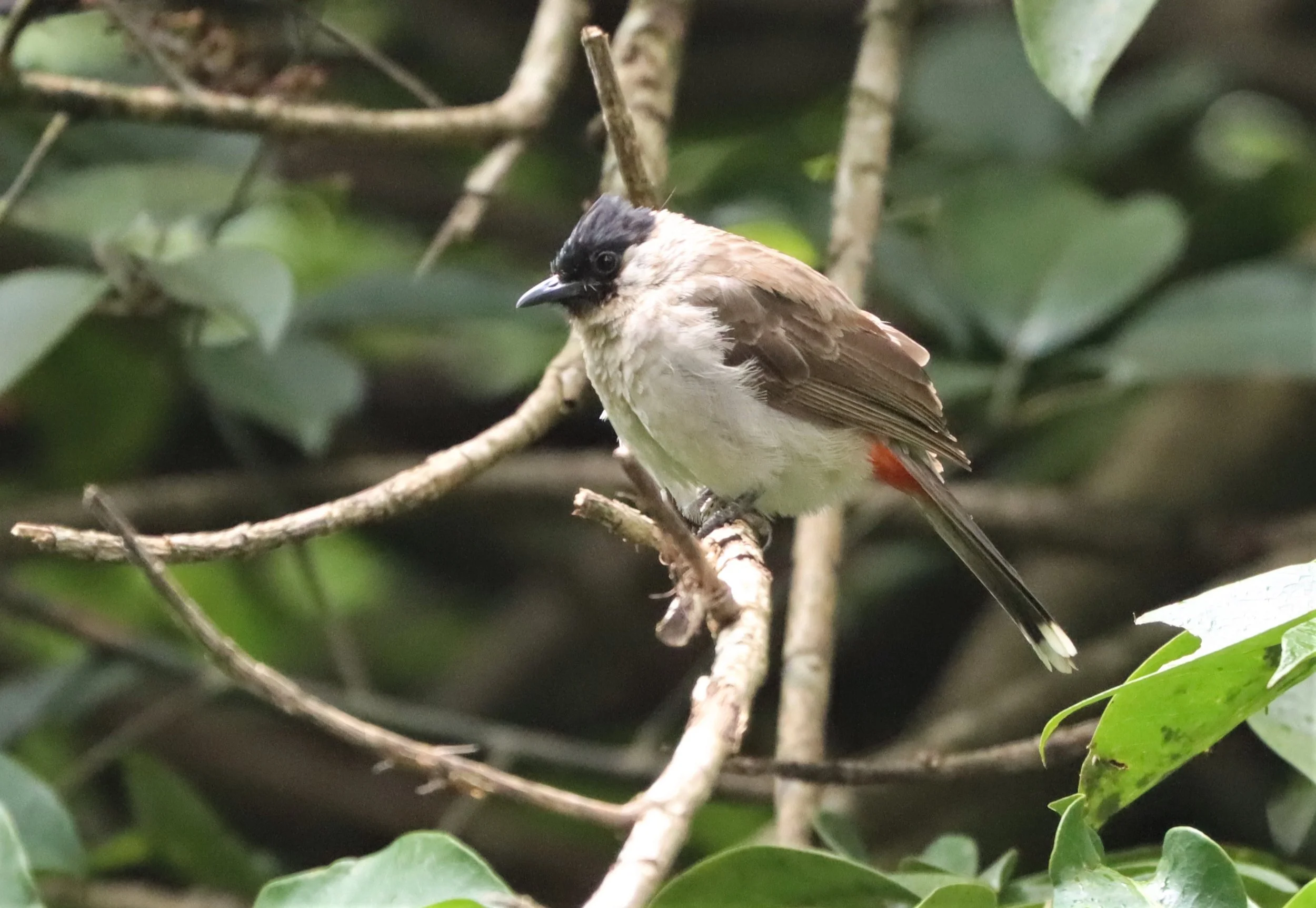 BULBUL - SOOTY-HEADED BULBUL - Pycnonotus aurigaster - DOI ANG KANG CHIANG MAI THAILAND  (1).JPG