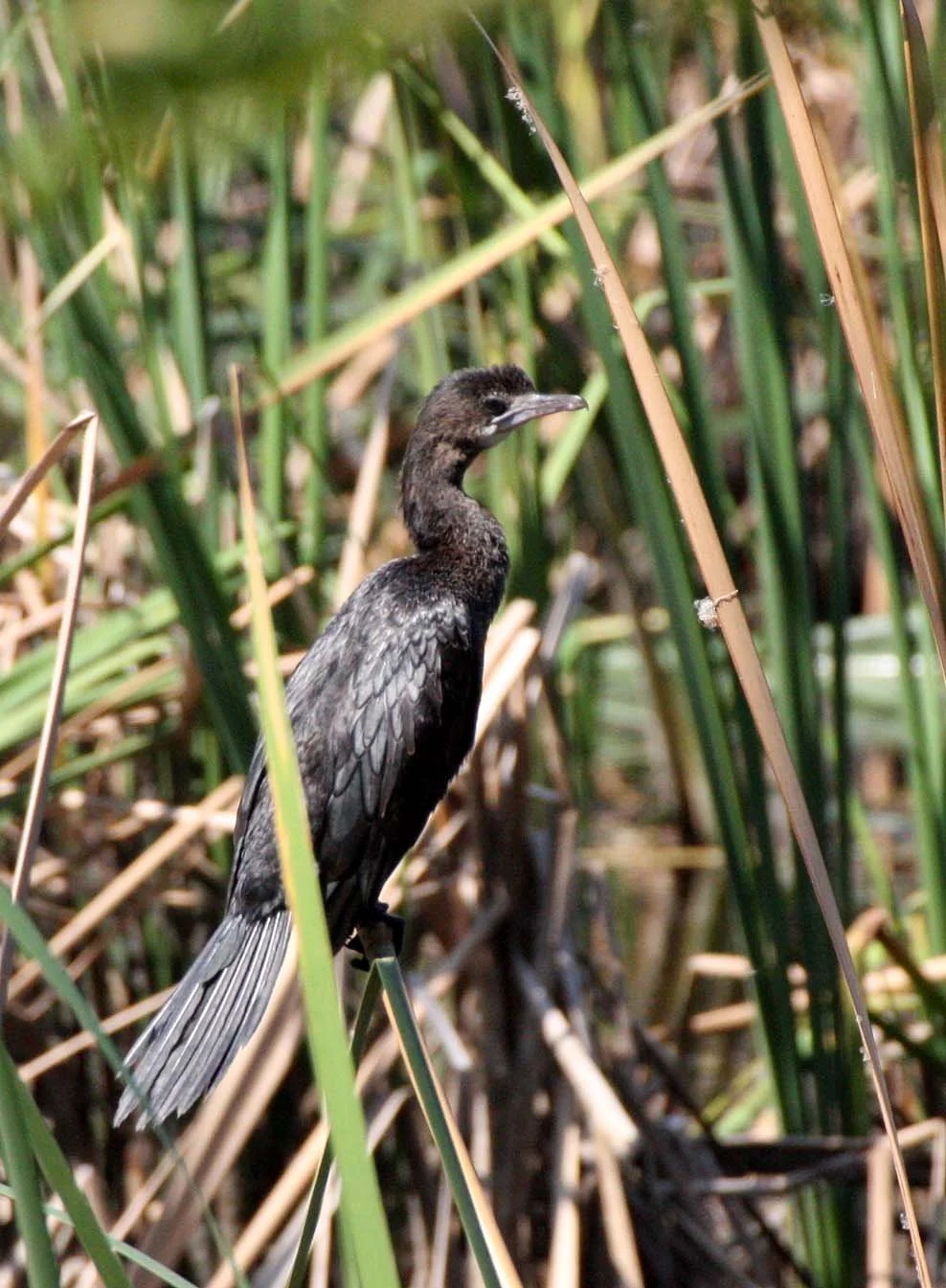 Microcarbo niger - Little Cormorant - Khao Sam Roi Yod Wetlands, Thailand (19).JPG
