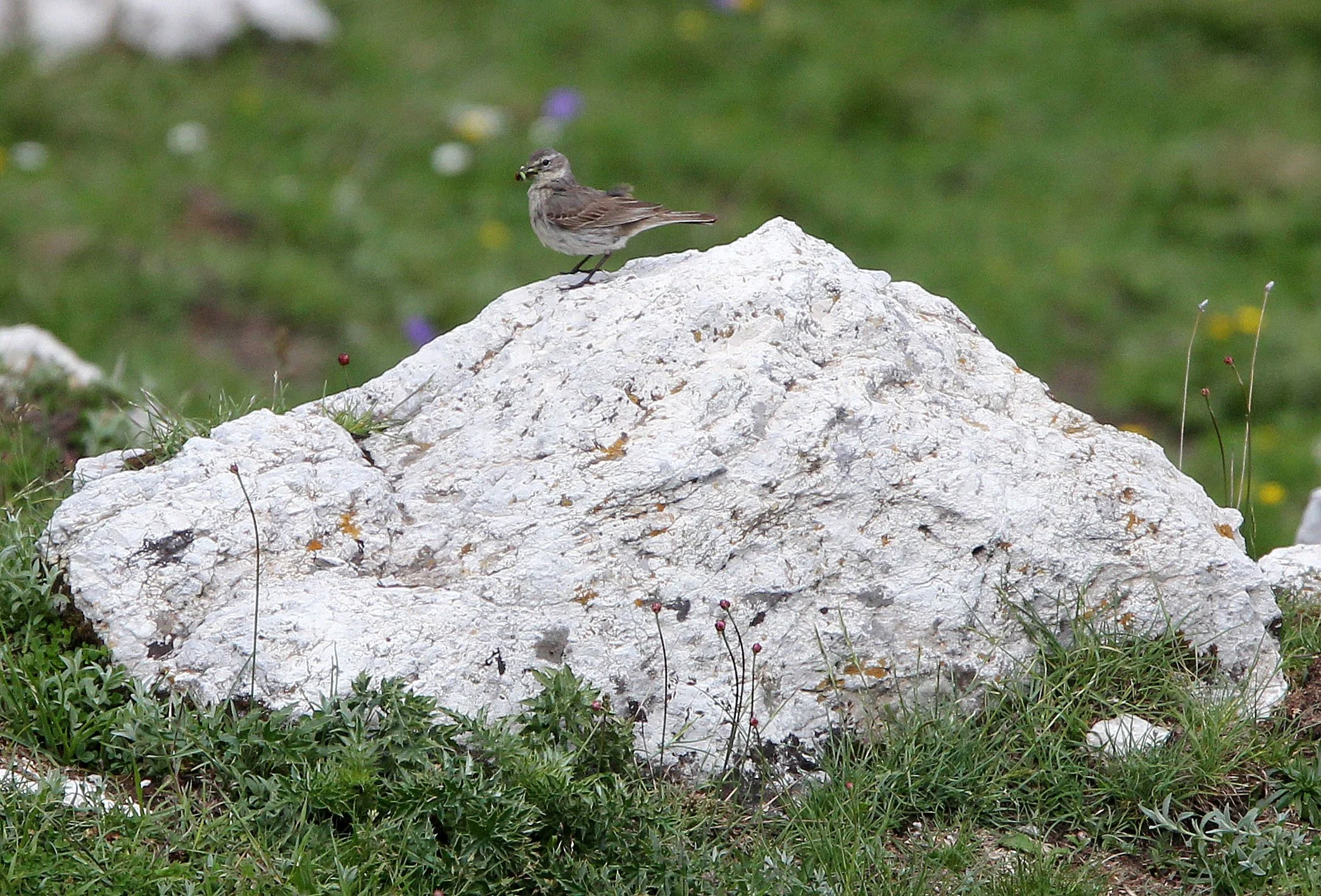 Tawny Pipit (Anthus campestris) ABRUZZO NATIONAL PARK ITALY (9).JPG