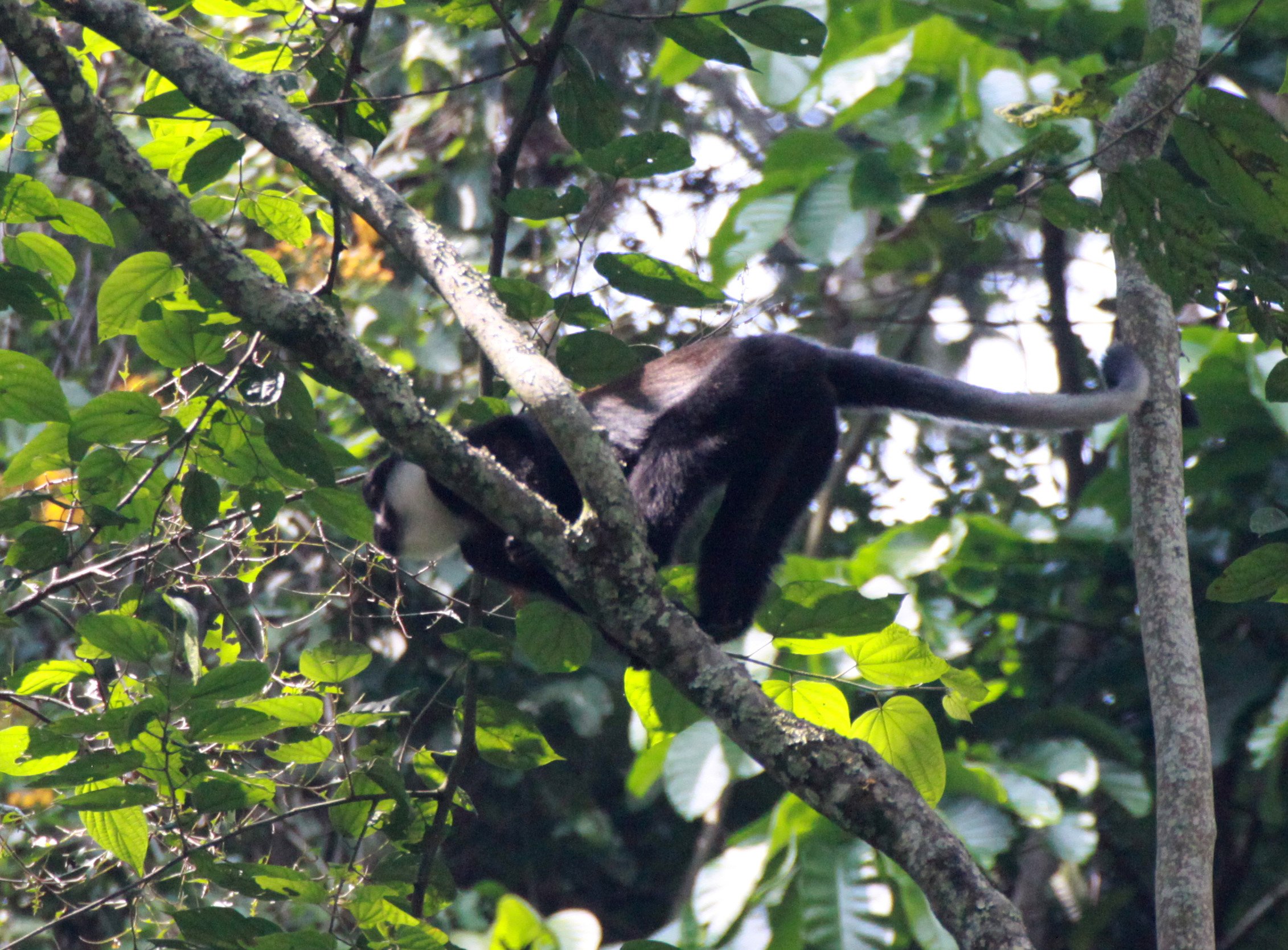 Allochrocebus lhoesti L'Hoest's Monkey — Coke Smith Wildlife