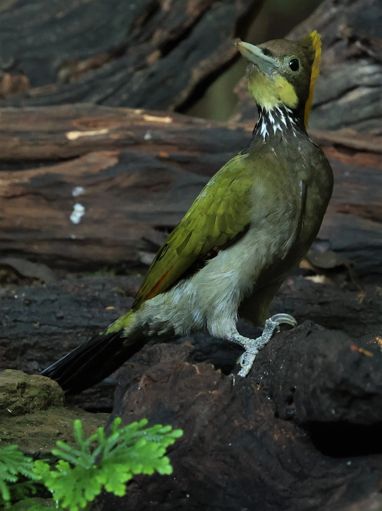 WOODPECKER - GREATER YELLOWNAPE - Chrysophlegma flavinucha - PETCHABURI PROVINCE - NUY HIDE NEAR KAENG KRACHAN JAN 2022 (31).jpg