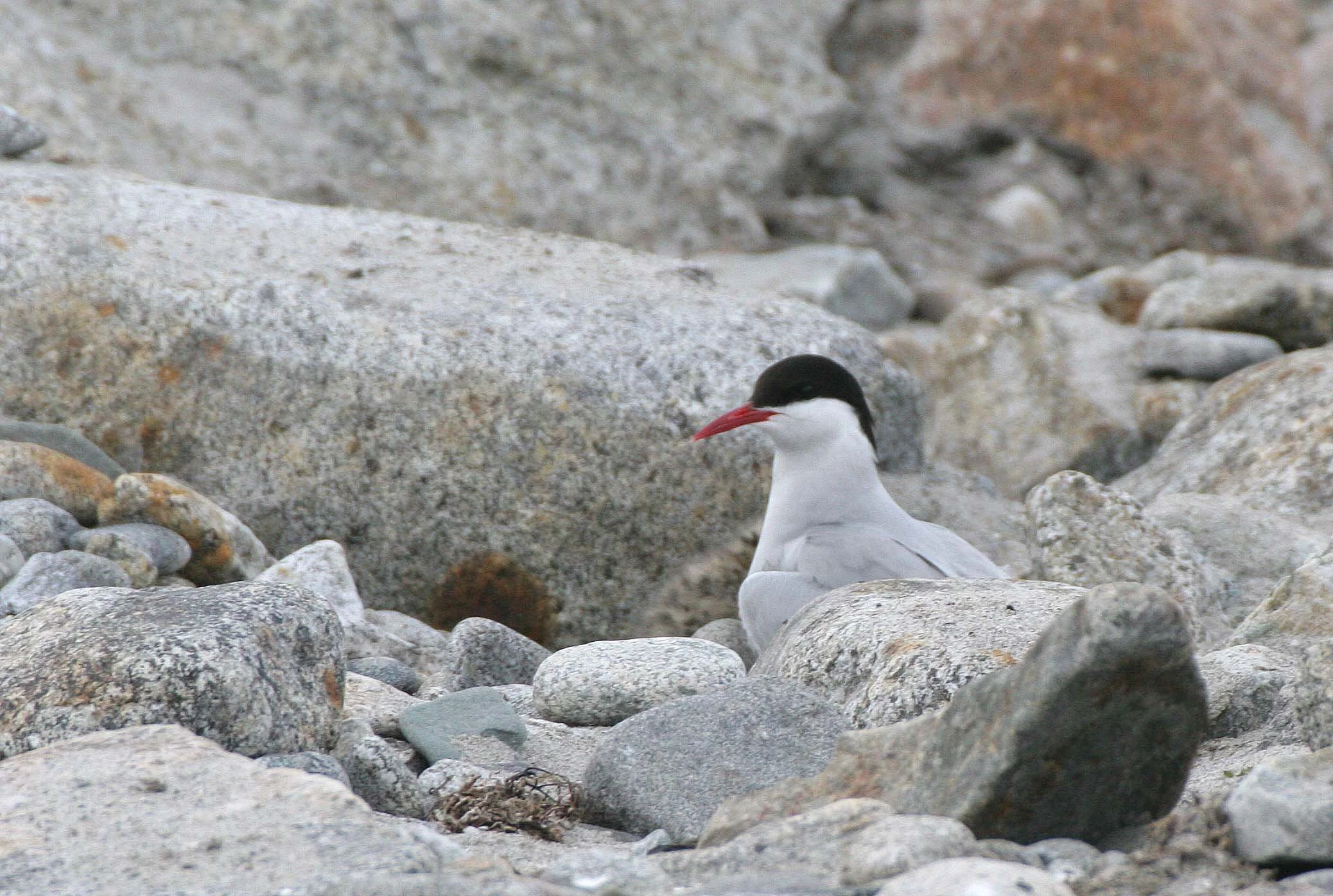BIRD - TERN - ARCTIC TERN - SVALBARD (17).jpg