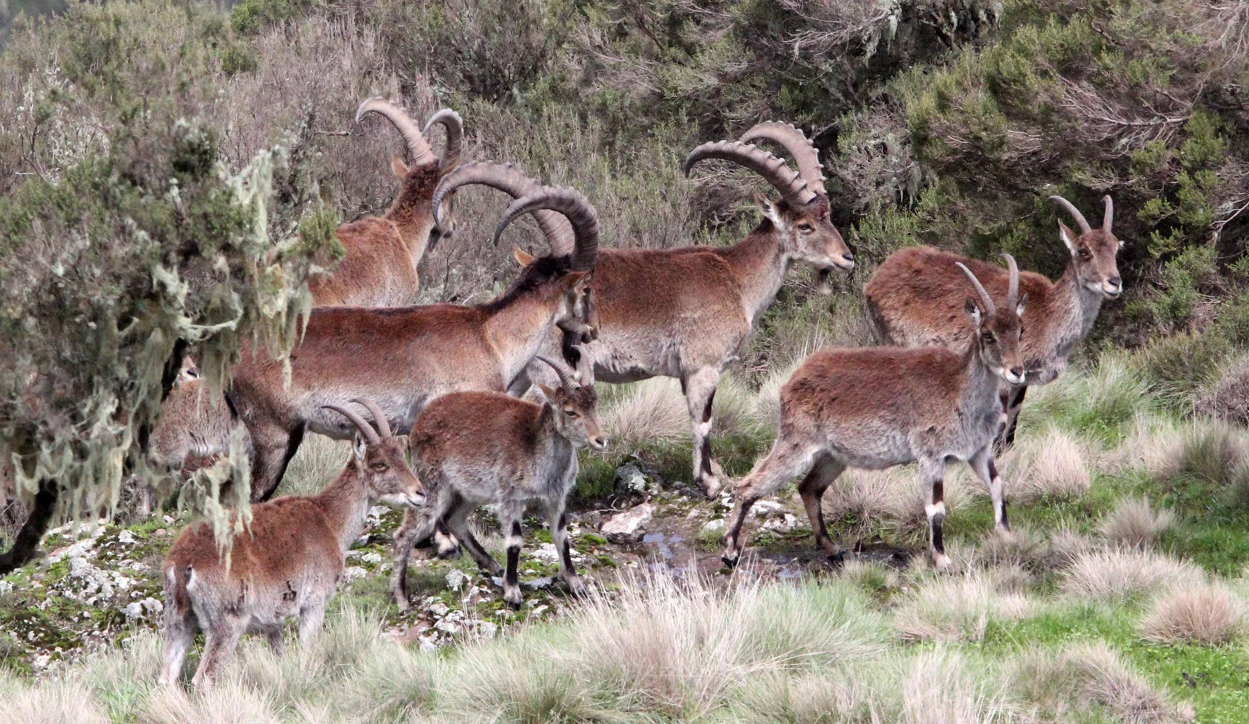 IBEX - WALIA IBEX - Capra walie - SIMIEN MOUNTAINS NATIONAL PARK ETHIOPIA (165).JPG
