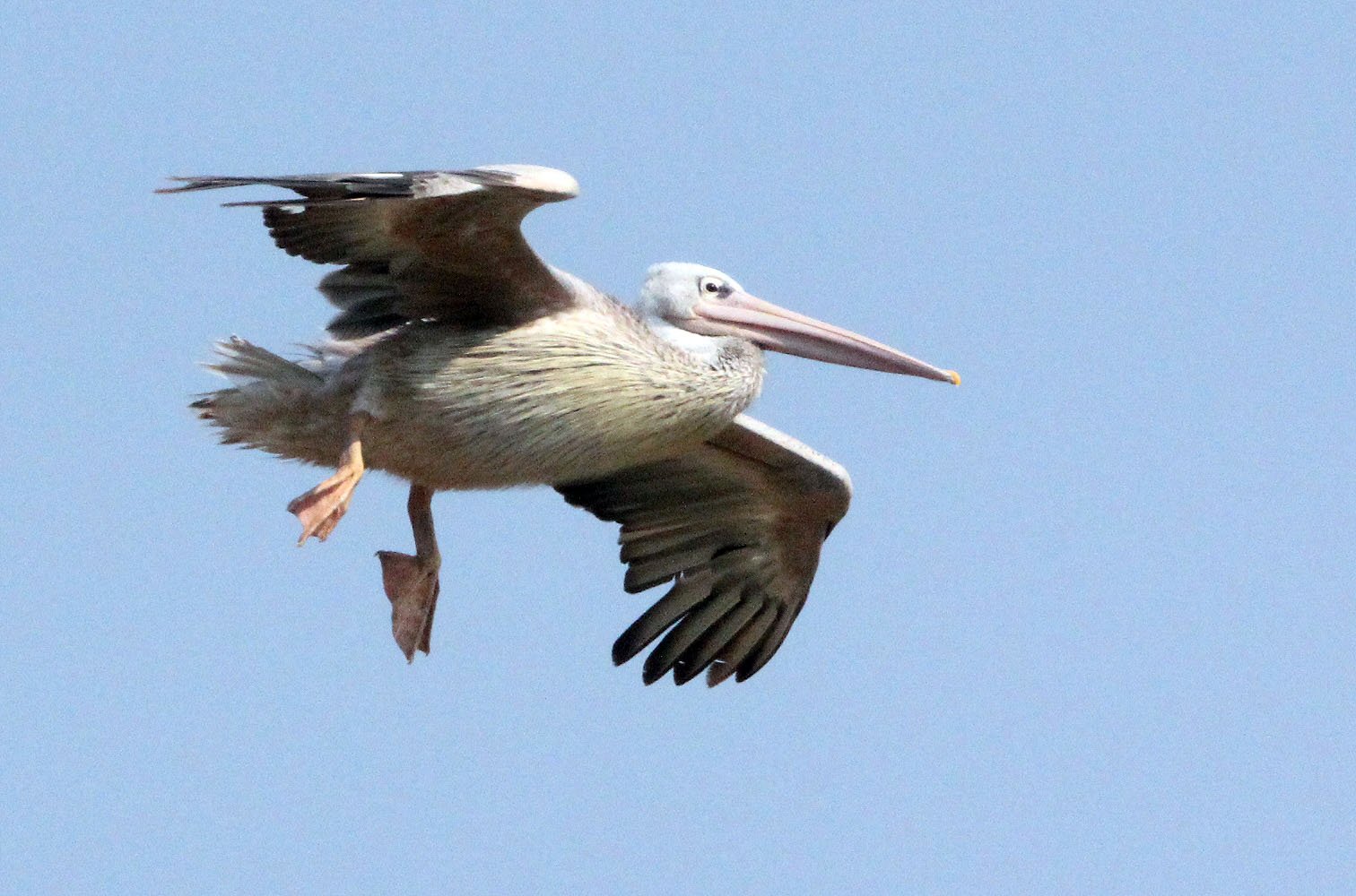 Pelecanus rufescens - PINK-BACKED PELICAN - QUEEN ELIZABETH NATIONAL PARK UGANDA (20).JPG