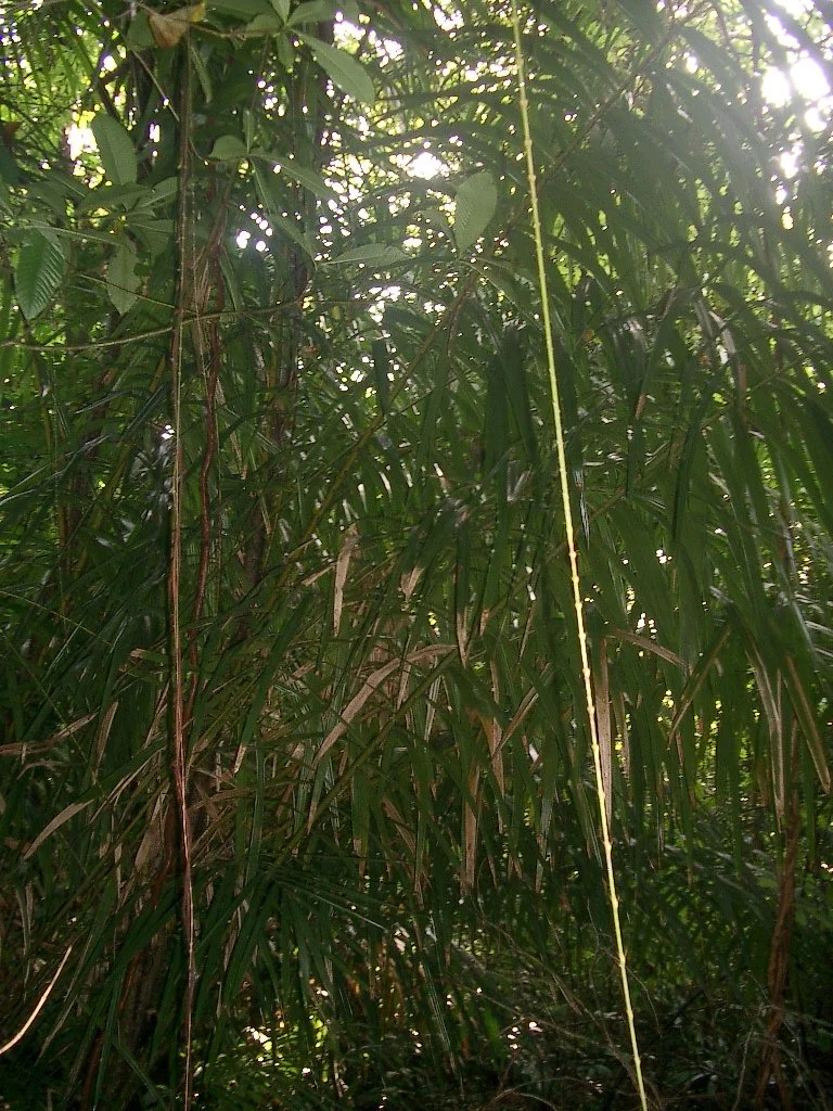 KOH LANTA - PROPERTY - 2004 (65).JPG