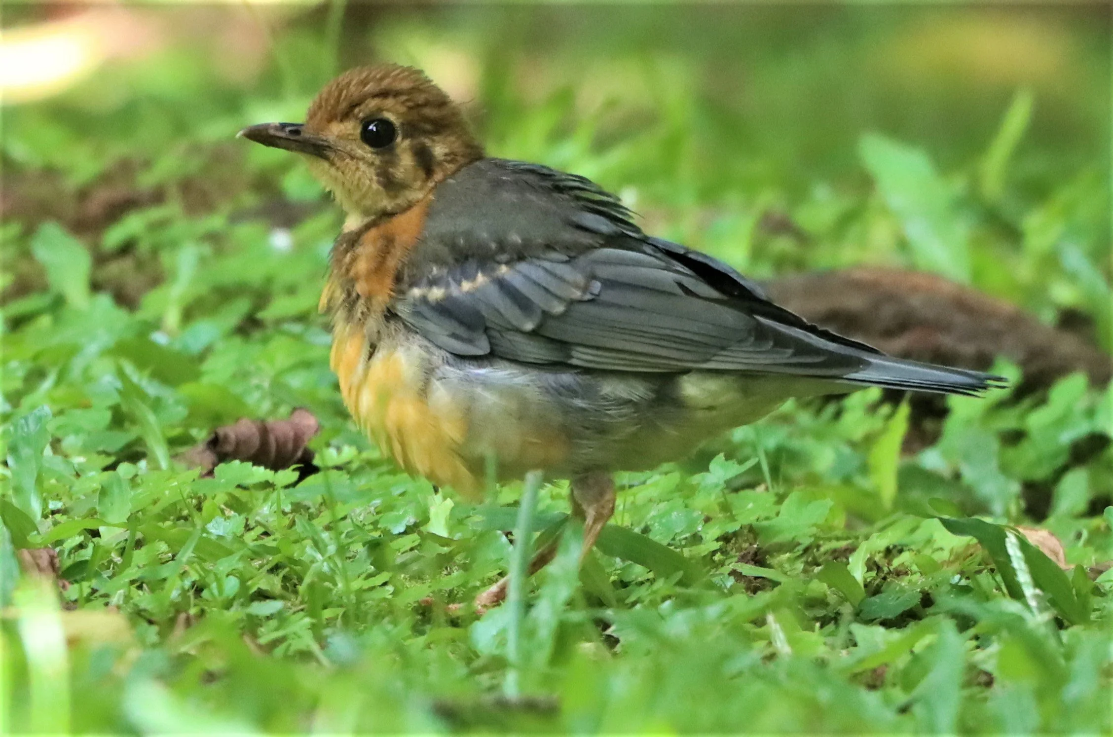 Orange-headed Thrush (Zoothera citrina) Doi Ang Kang Chiang Mai (8).jpg