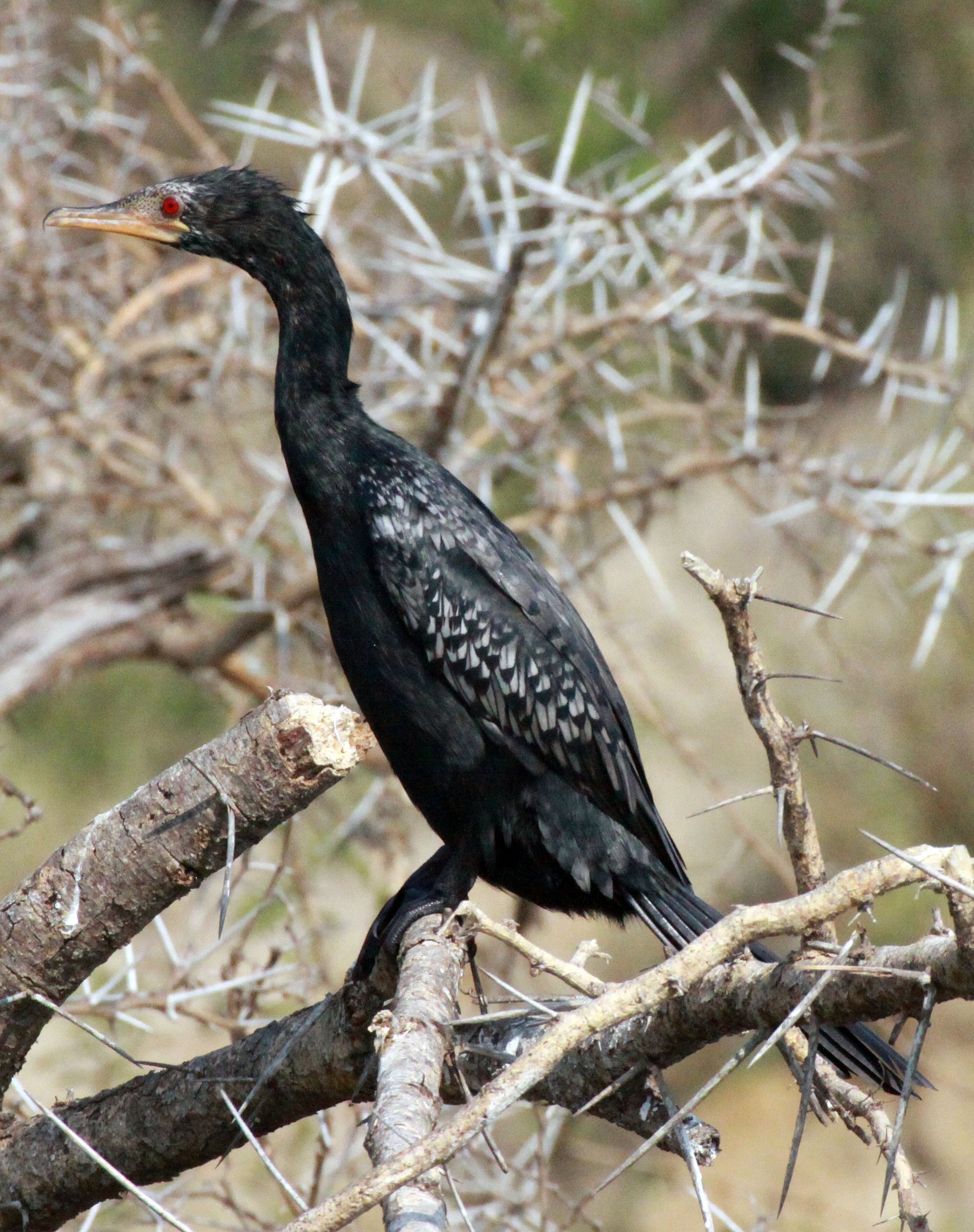  Microcarbo africanus - Reed Cormorant - Queen Elizabeth NP Uganda (3).JPG