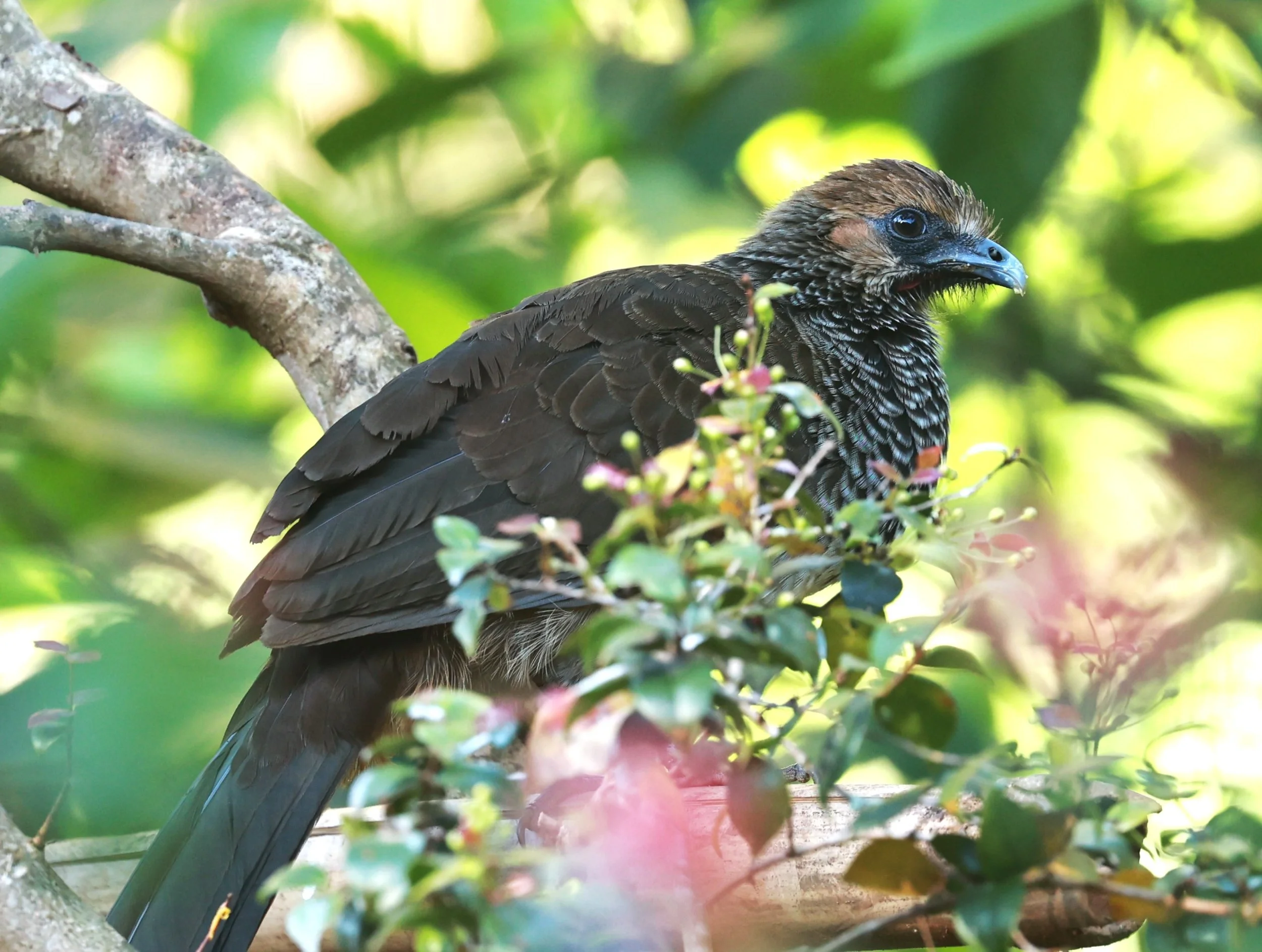 Chachalaca - East Brazilian Chachalaca - Ortalis araucuan - Alfonso Claudio, Espirito Santo, Brazil (4).JPG