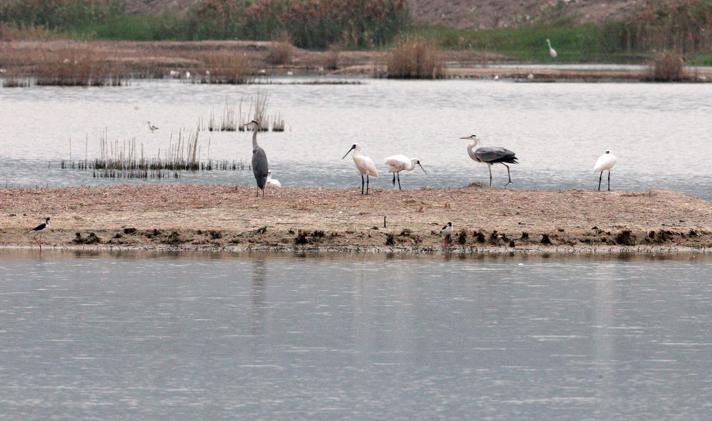 SPOONBILL - BLACK-FACED SPOONBILL - Platalea minor - MAI PO WETLANDS HONG KONG (89).JPG
