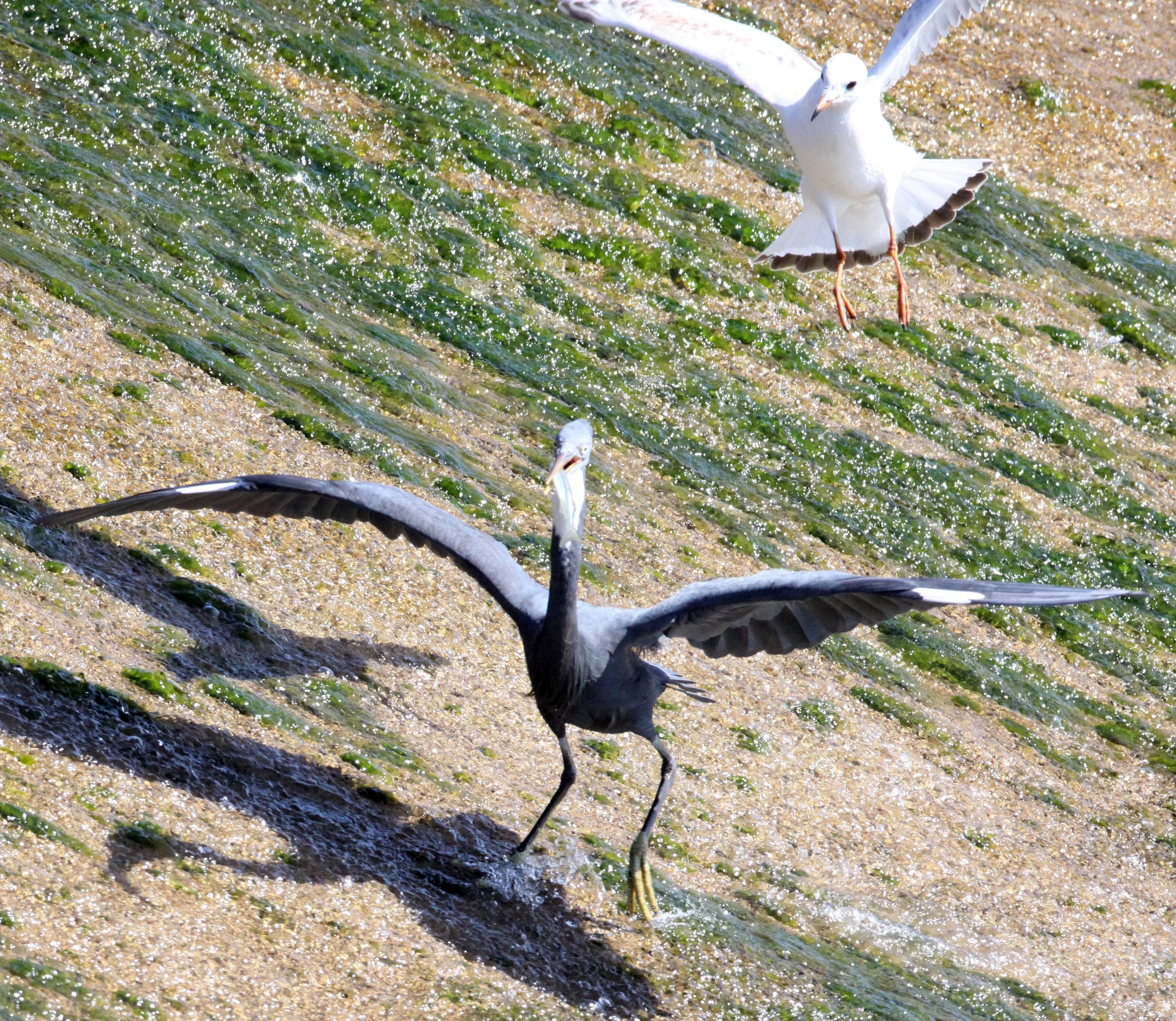 INDIAN REEF HERON (EGRET) - Egretta gularis - BEING HARRASSED BY BROWN-HEADED GULL - SOMCHAT GUJARAT INDIA (17).JPG
