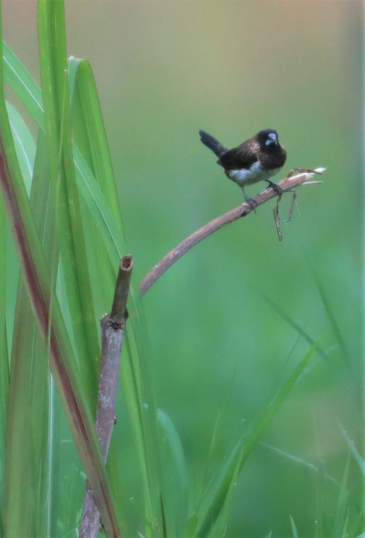 MUNIA - Lonchura striata - WHITE-RUMPED MUNIA - DOI ANG KHANG CHIANG MAI (3).jpg
