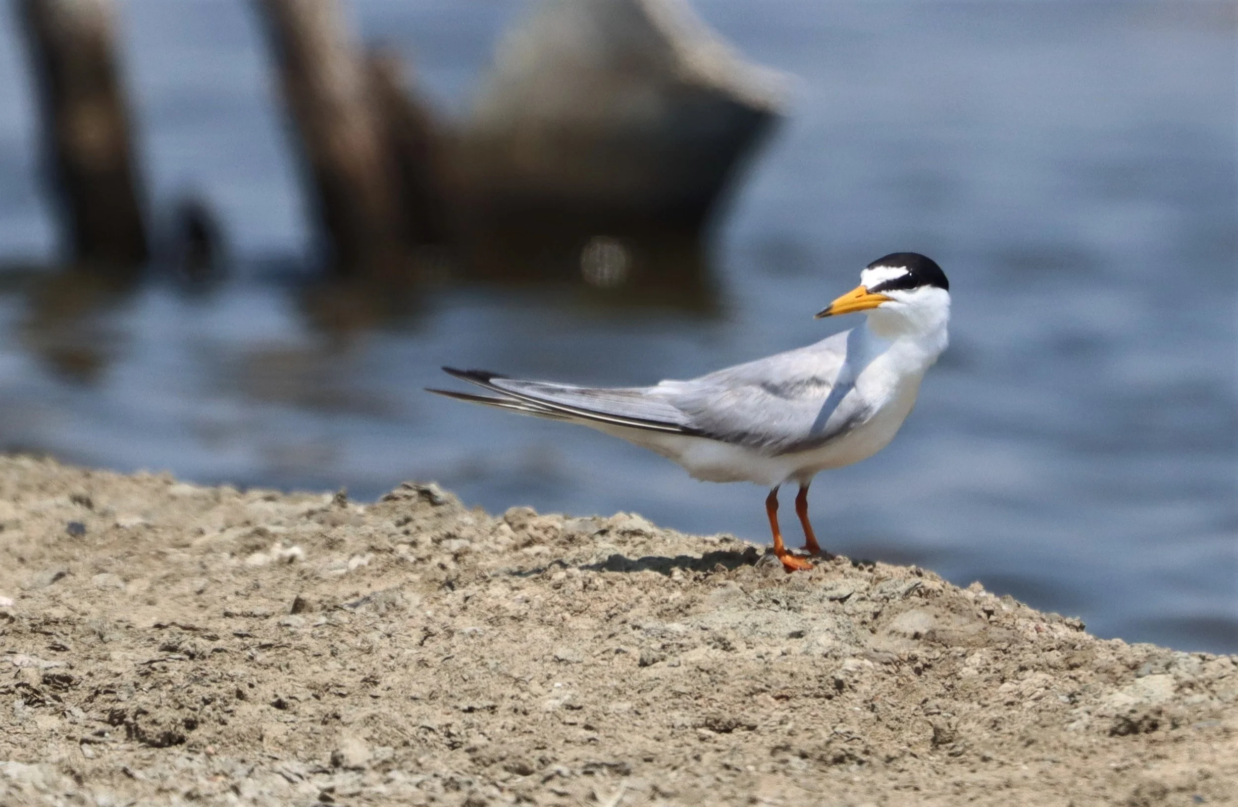 TERN - LITTLE TERN - Sterna albifrons - BANG PAKONG SALT PANS CHACHOENGSAO WEST OF RIVER (2).jpg