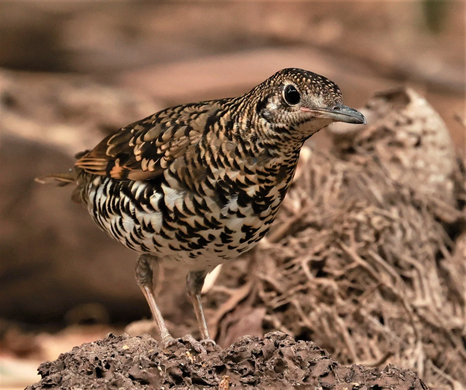 White's Thrush (Zoothera aurea) Putthamonthon Park Nakhon Pathom Thailand (46).jpg