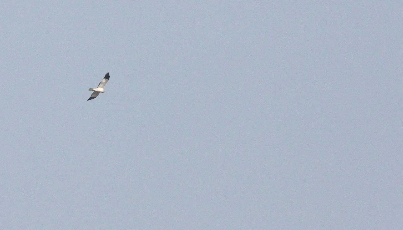 Circus cyaneus - HEN HARRIER - NANJI HILL RESERVE - POYANG LAKE, JIANGXI PROVINCE, CHINA (1).JPG