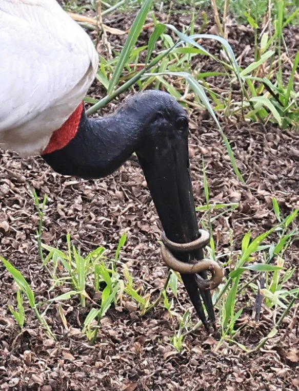 Jabiru (Jabiru mycteria) Agua Dulce Paraguay (10).jpg