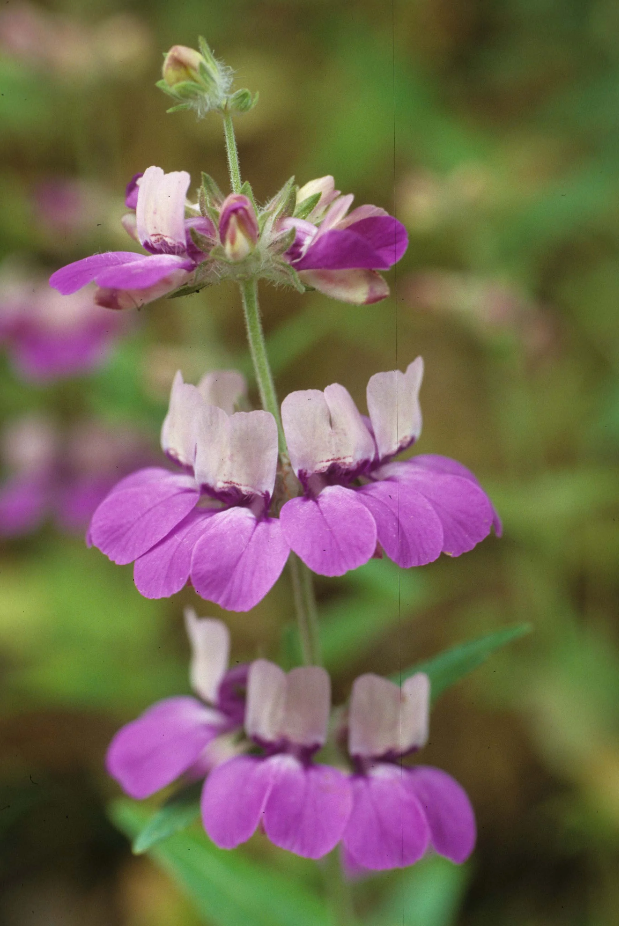 MONTANA - GLACIER - LEGUMINOSEAE - VITUS SPECIES.jpg