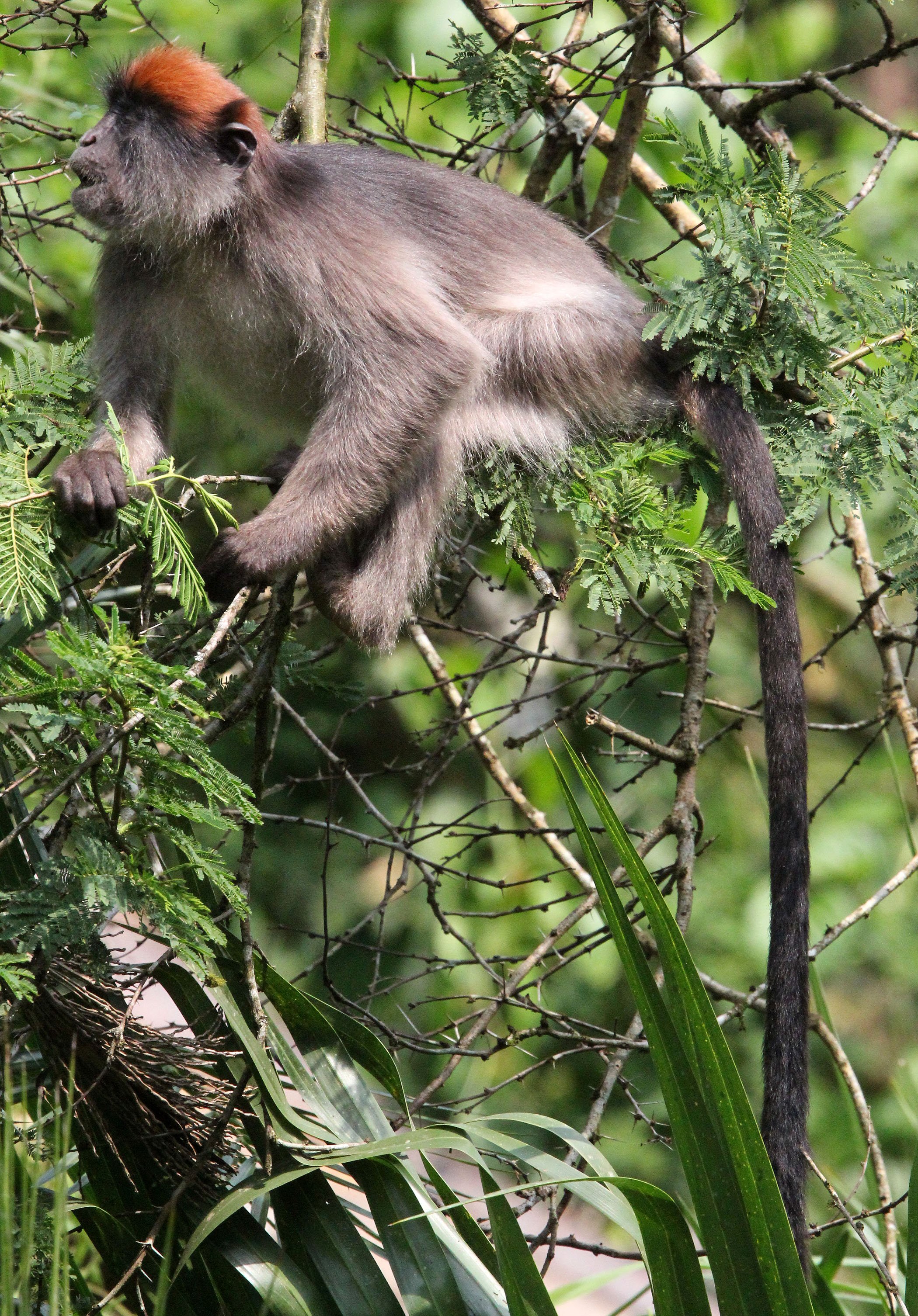 CERCOPITHECIDAE - Piliocolobus tephrosceles - ASHY RED COLOBUS - KIBALE NATIONAL PARK UGANDA BIGODI SWAMP (451).JPG