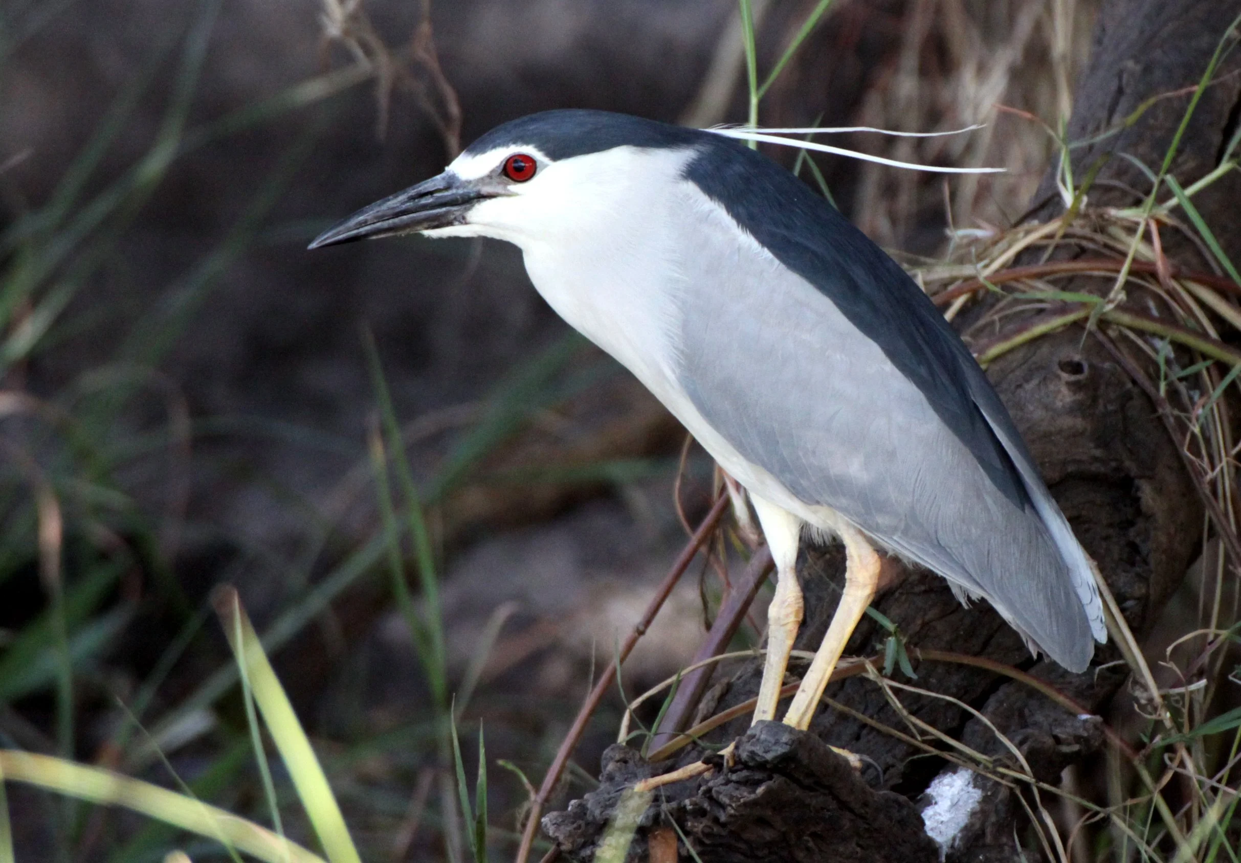 HERON - BLACK-CROWNED NIGHT HERON - Nycticorax nycticorax - CHOBE NATIONAL PARK BOTSWANA (73).JPG