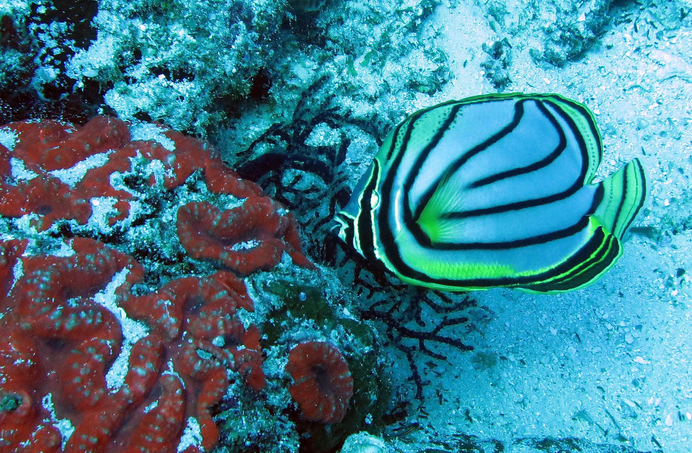Chaetodontidae - Chaetodon meyeri - Meyer's Butterflyfish - Similan Islands, Thailand (6).JPG