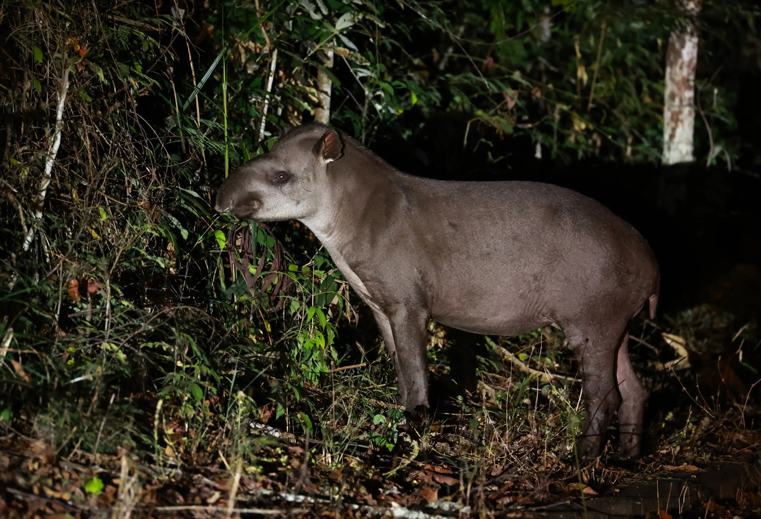 Tapirus terrestris - Brazilian or South American Tapir - Rio Doce State Park, Minas Gerais, Brazil (28).JPG
