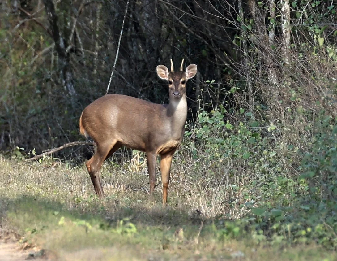Southern Brown Brocket (Subulo gouazoubira) Selva Serena Natural Reserve (32).jpg