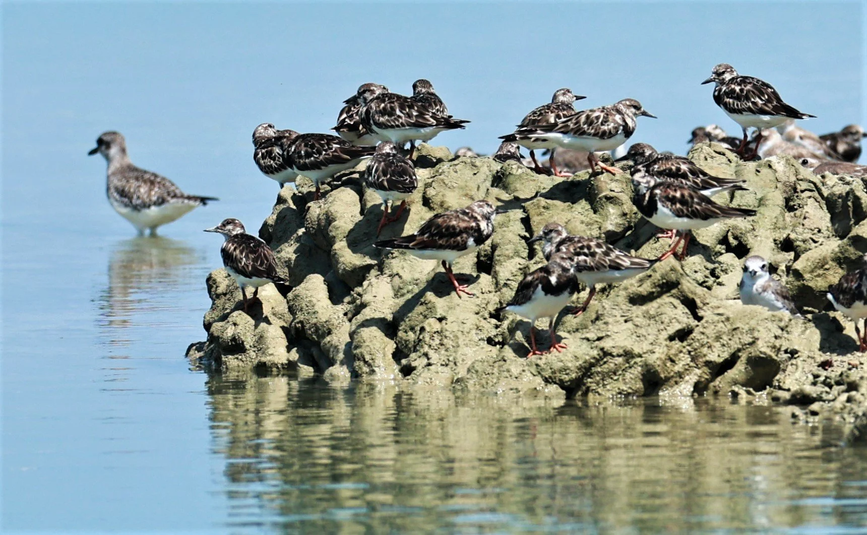 TURNSTONE - RUDDY TURNSTONE - Arenaria interpres - Laem Pakarang, Phang Nga Province Feb 19 2023 (8).jpg