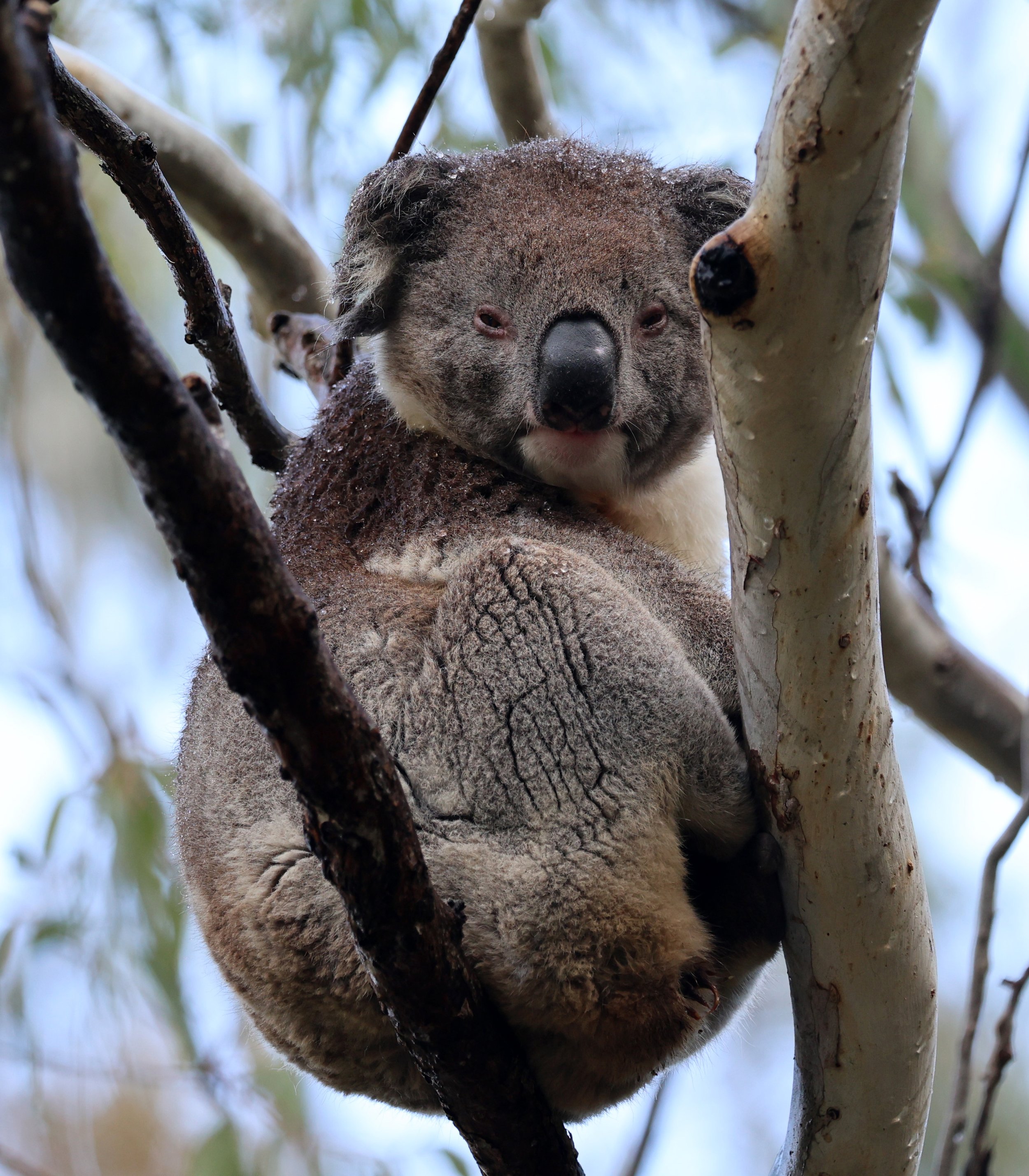 Victorian Koala (Phascolarctos cinereus victor) Montacute Rd to Black Hill Conservation Area - South Australia 