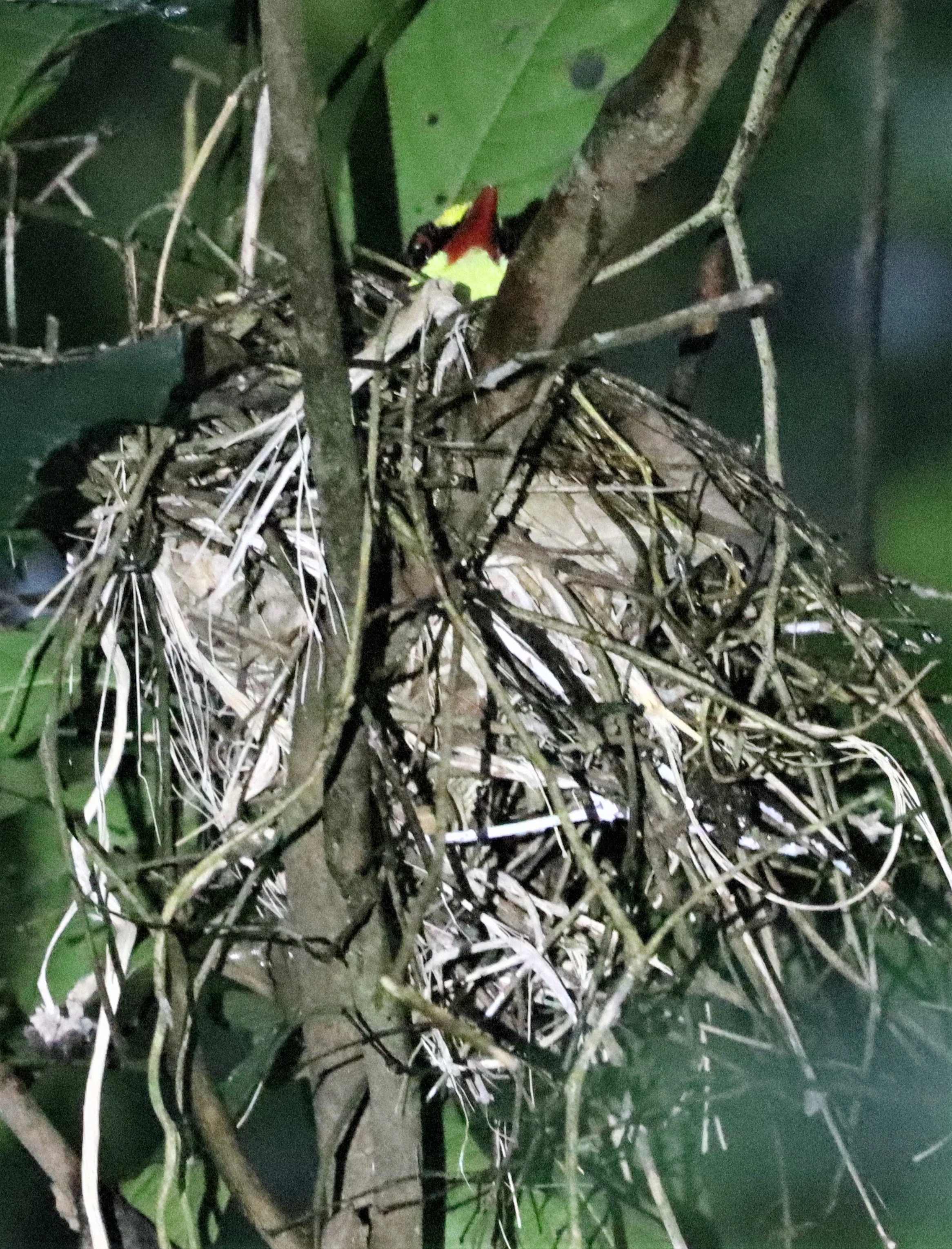 MAGPIE - COMMON GREEN MAGPIE - Cissa chinensis - NEST IN KAENG KRACHAN (3).jpg