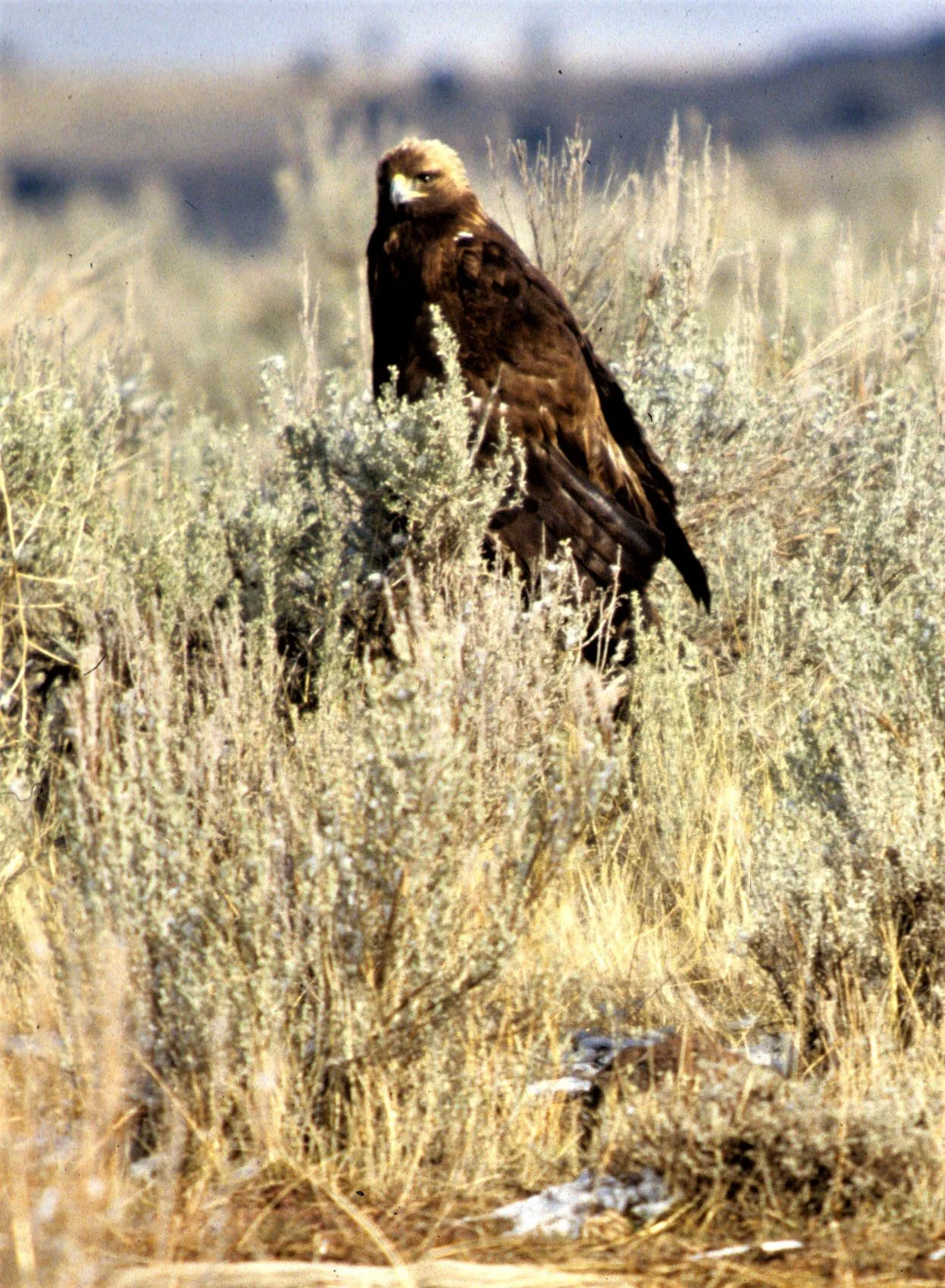 Aquila chrysaetos canadensis - AMERICAN GOLDEN EAGLE - KLAMMATH BASIN NORTHERN CALIFORNIA aa1.jpg