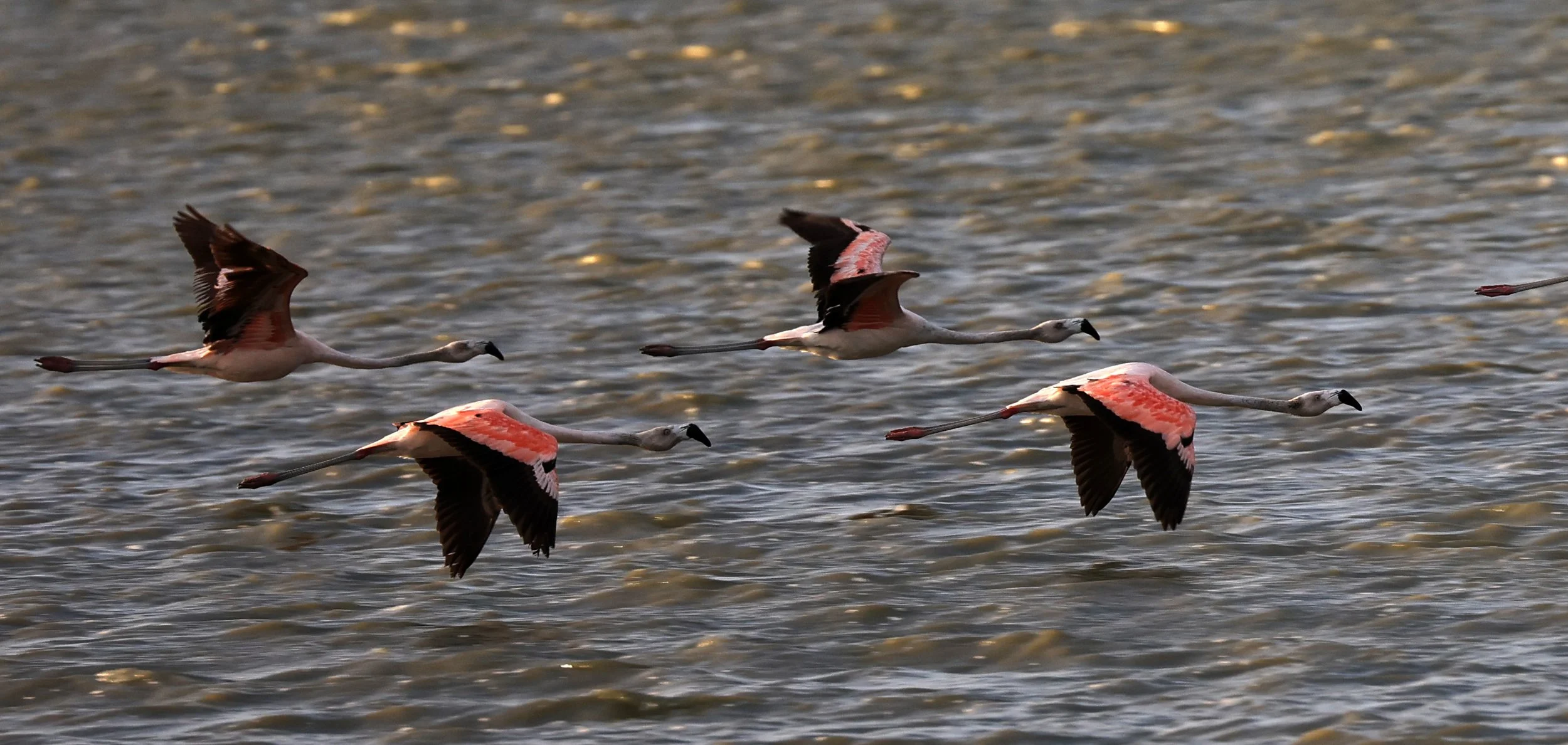 Chilean Flamingo (Phoenicopterus chilensis) Chaco Lodge & Laguna Salada Paraguay (79).jpg