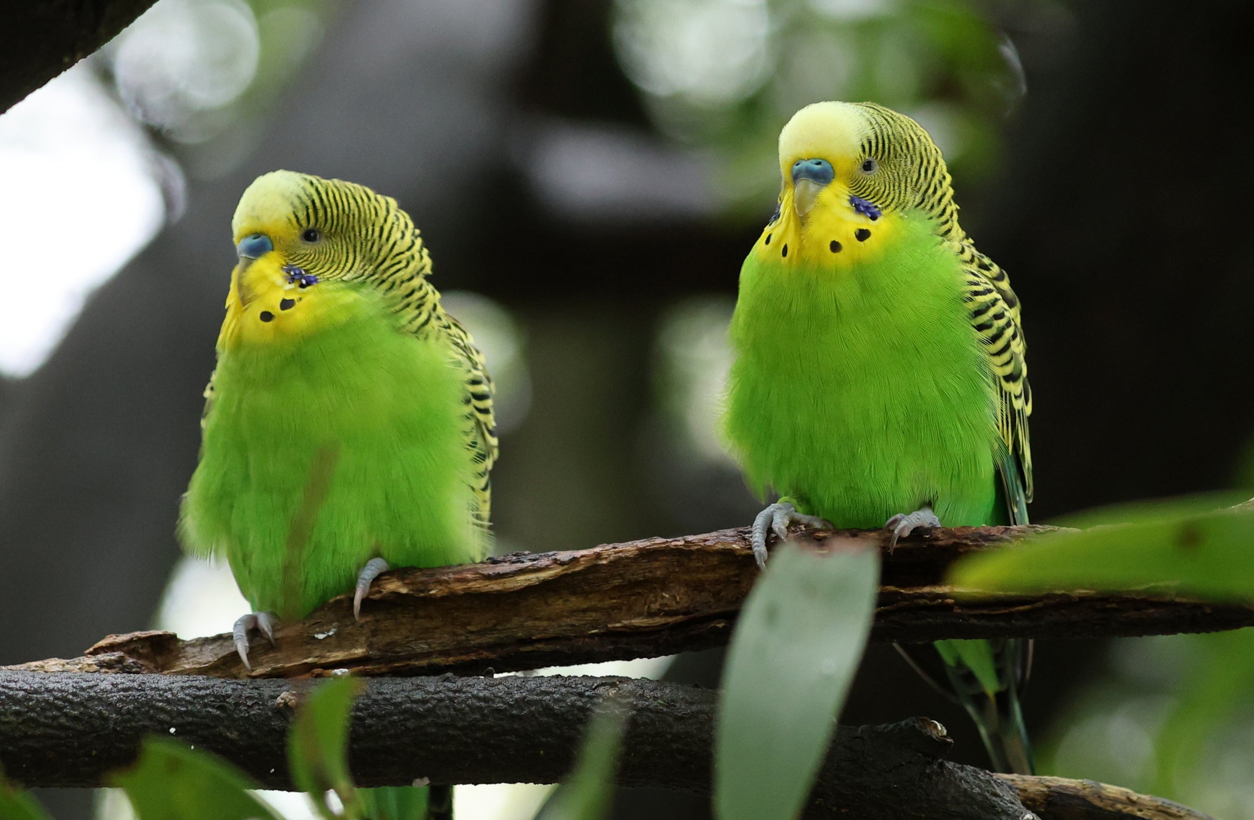 Budgerigar (Melopsittacus undulatus) Cleland National Park - South Australia 