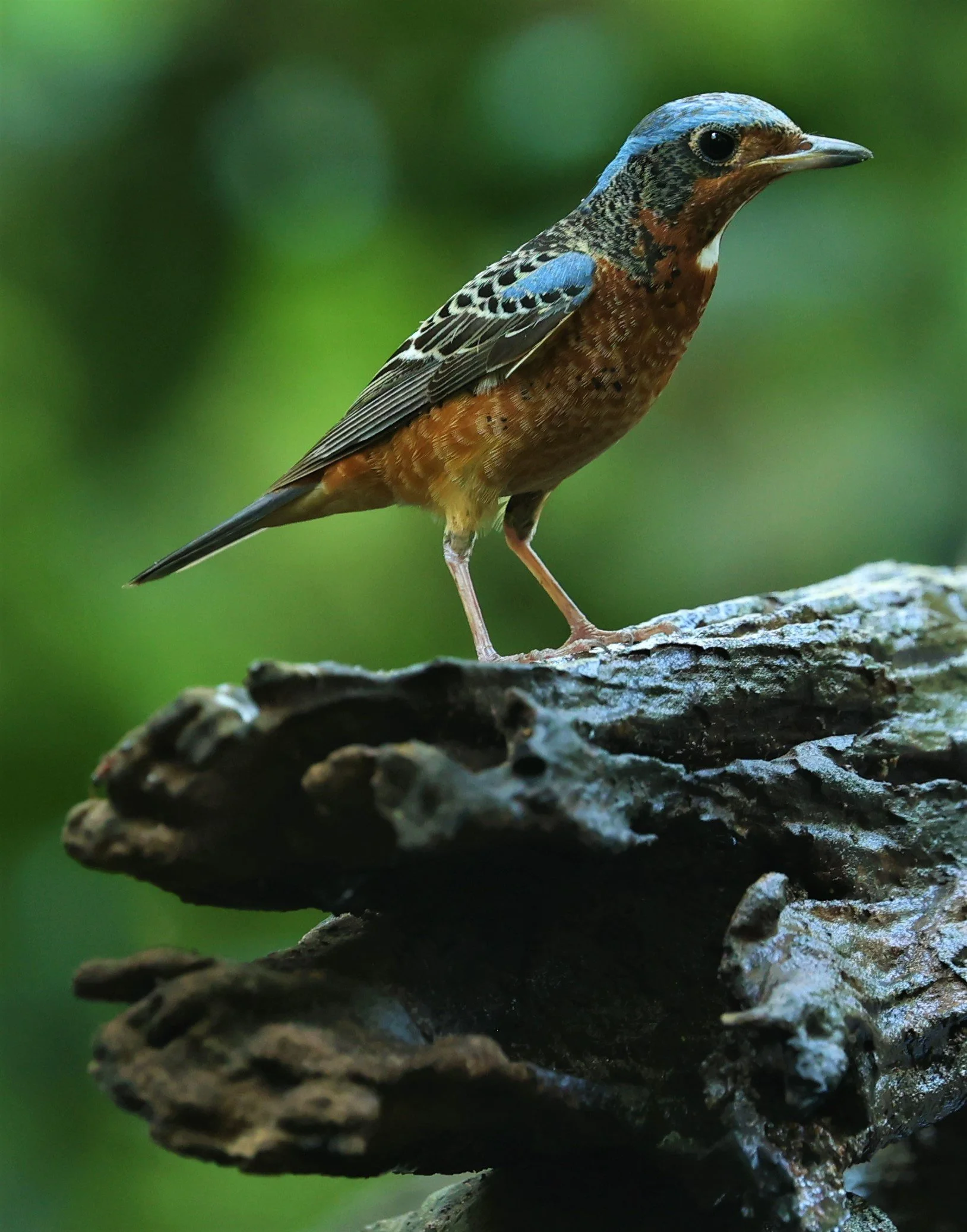 ROCK-THRUSH - WHITE-THROATED ROCK-THRUSH - Monticola gularis - WAT THAM PRATHUM CHONBURI March 2022 (58).jpg