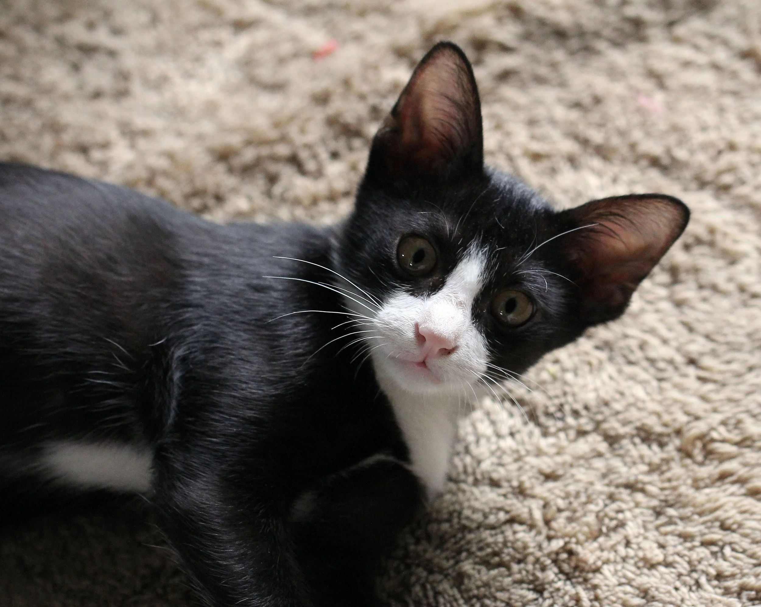 2015 Cats - Ukura & Jean Luc (3).JPG