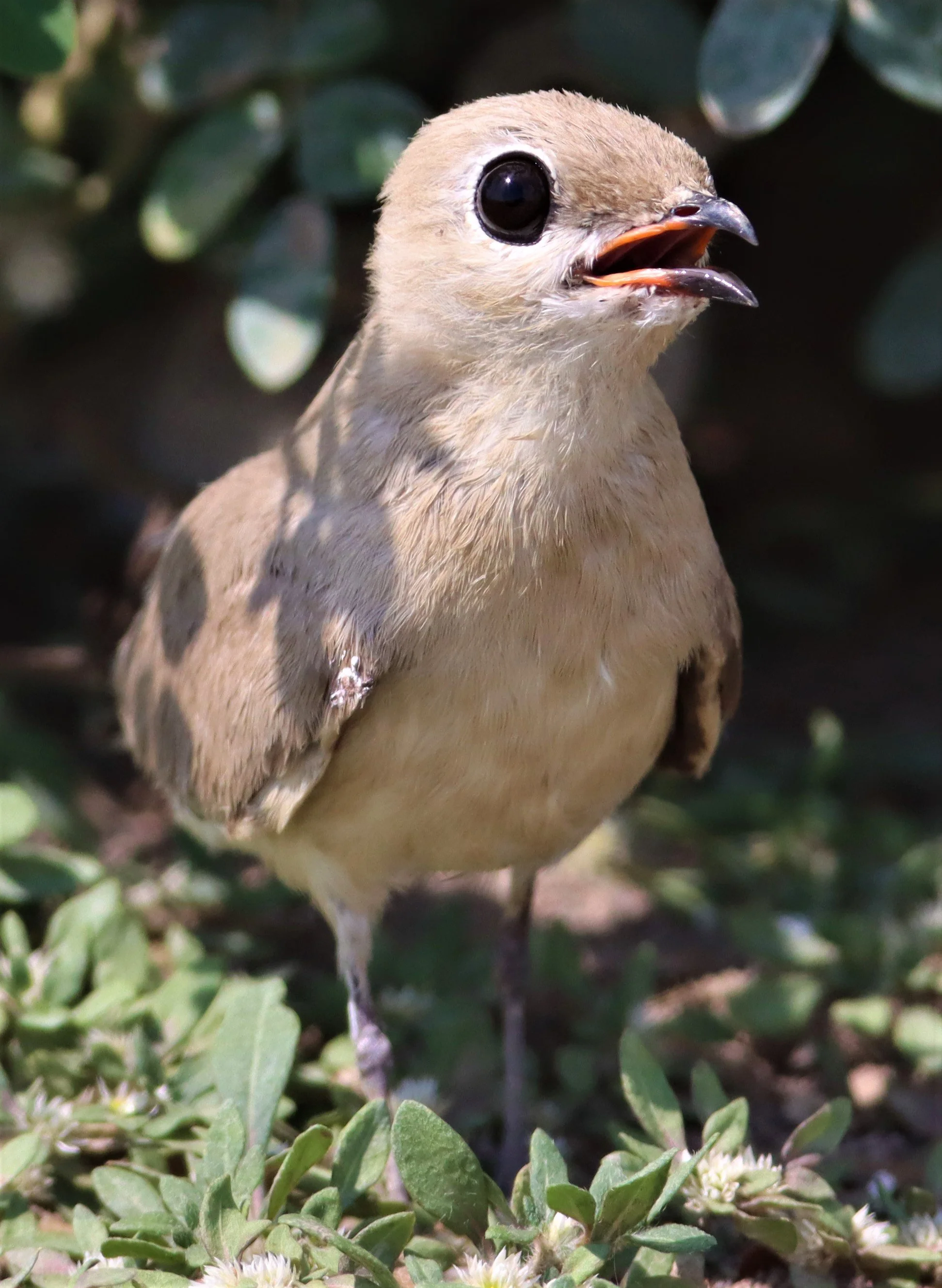 PRATINCOLE - SMALL PRATINCOLE - Glareola lactea - BANG KHAEM WETLANDS NAKHON PATHOM (77).jpg