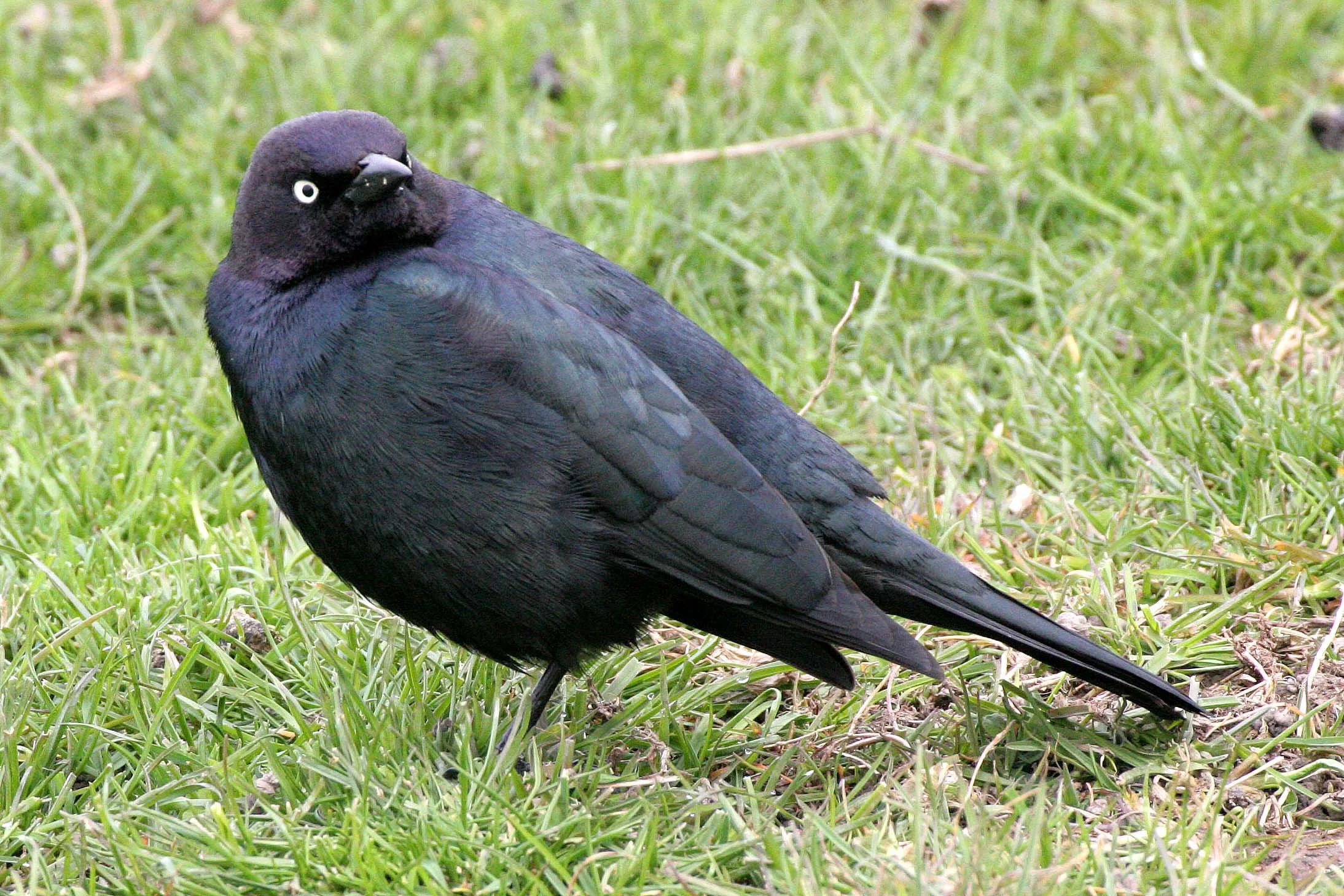 Brewer's Blackbird (Euphagus cyanocephalus) Dungeness Sequim Washington (1).jpg