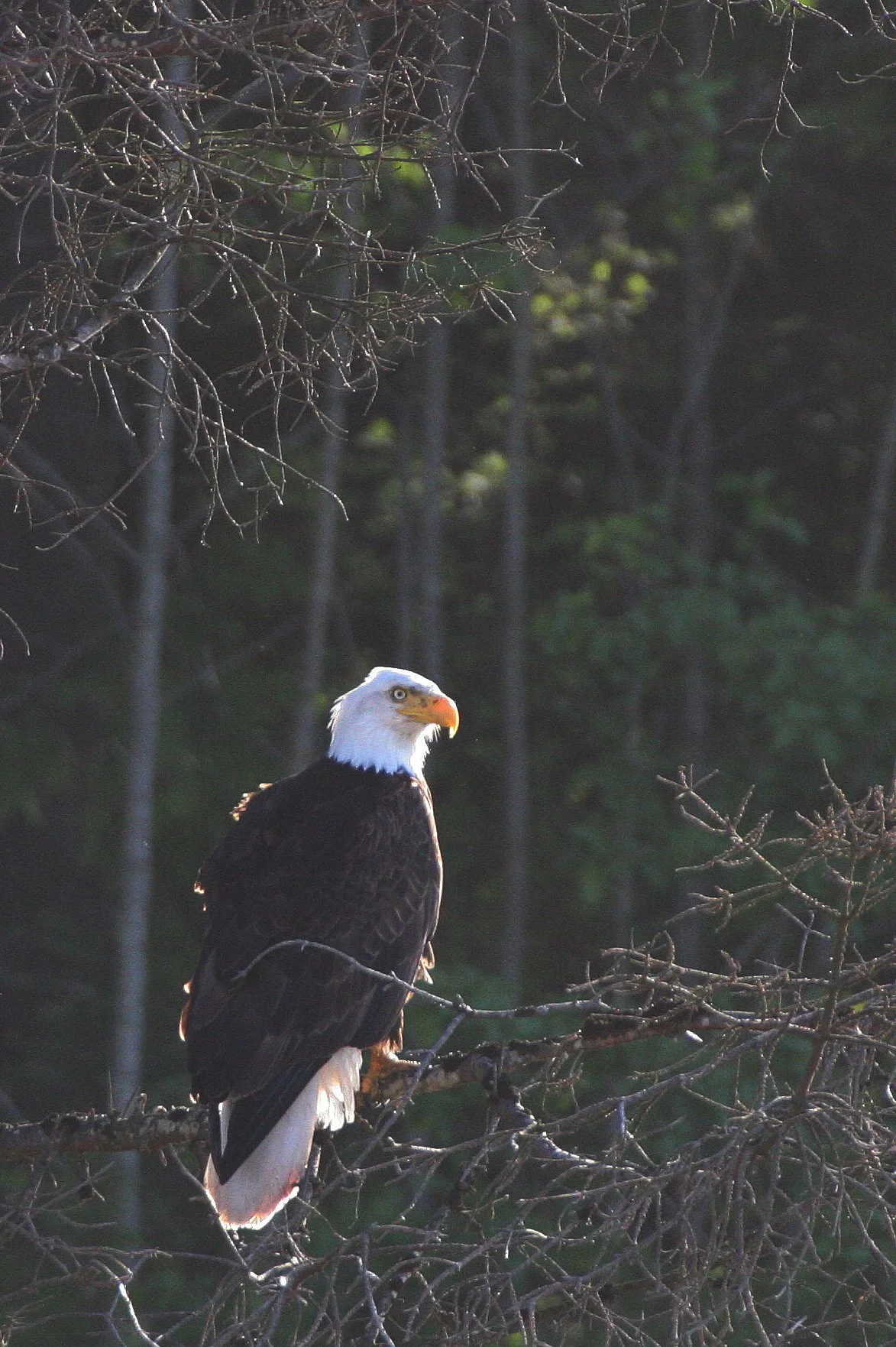 Haliaeetus leucocephalus - AMERICAN BALD EAGLE - LAKE FARM BLUFFS WASHINGTON (131).JPG