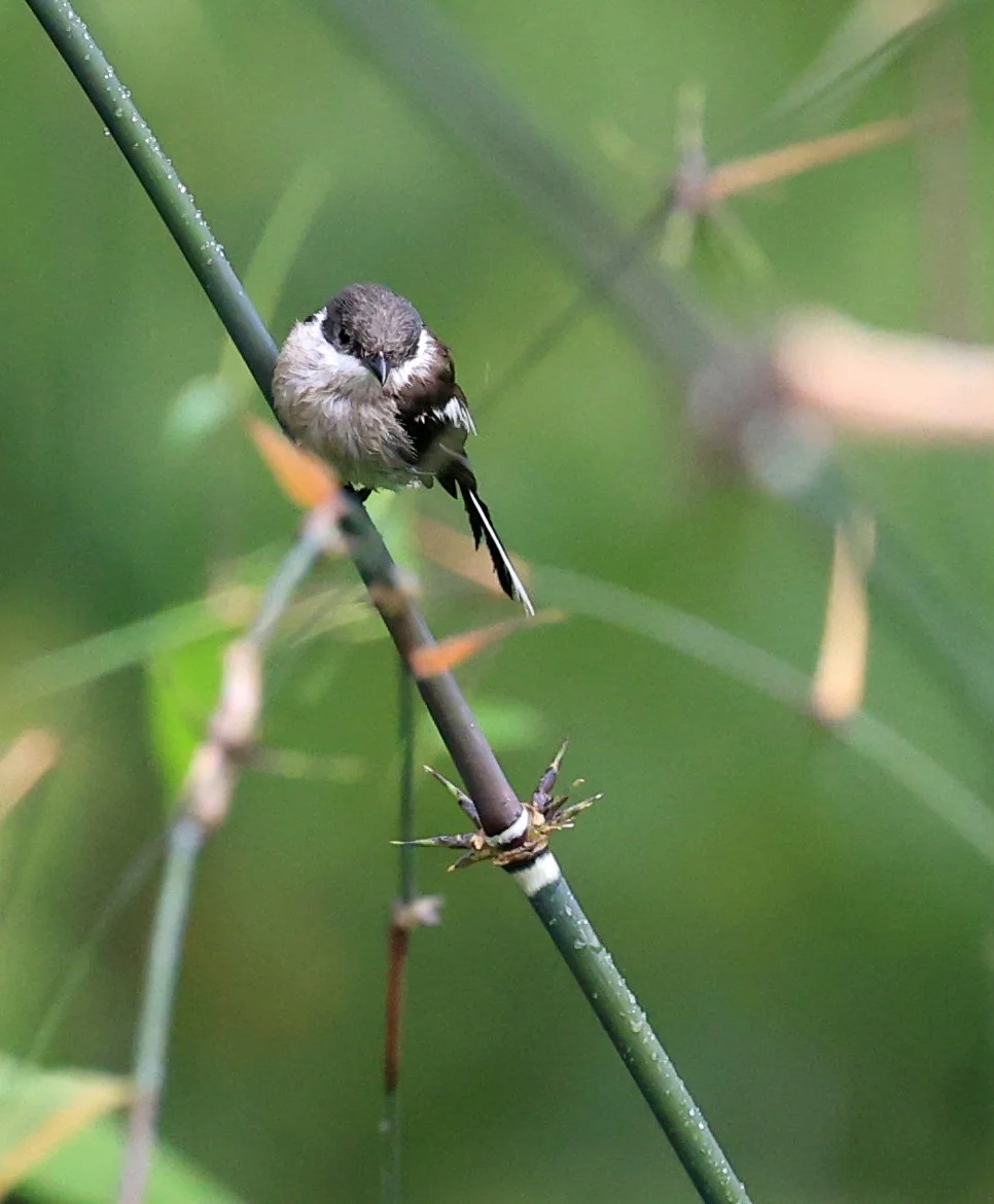 Bar-winged Flycatcher-shrike (Hemipus picatus) Khao Yai National Park Feb 2026 Day 2 (7).jpg