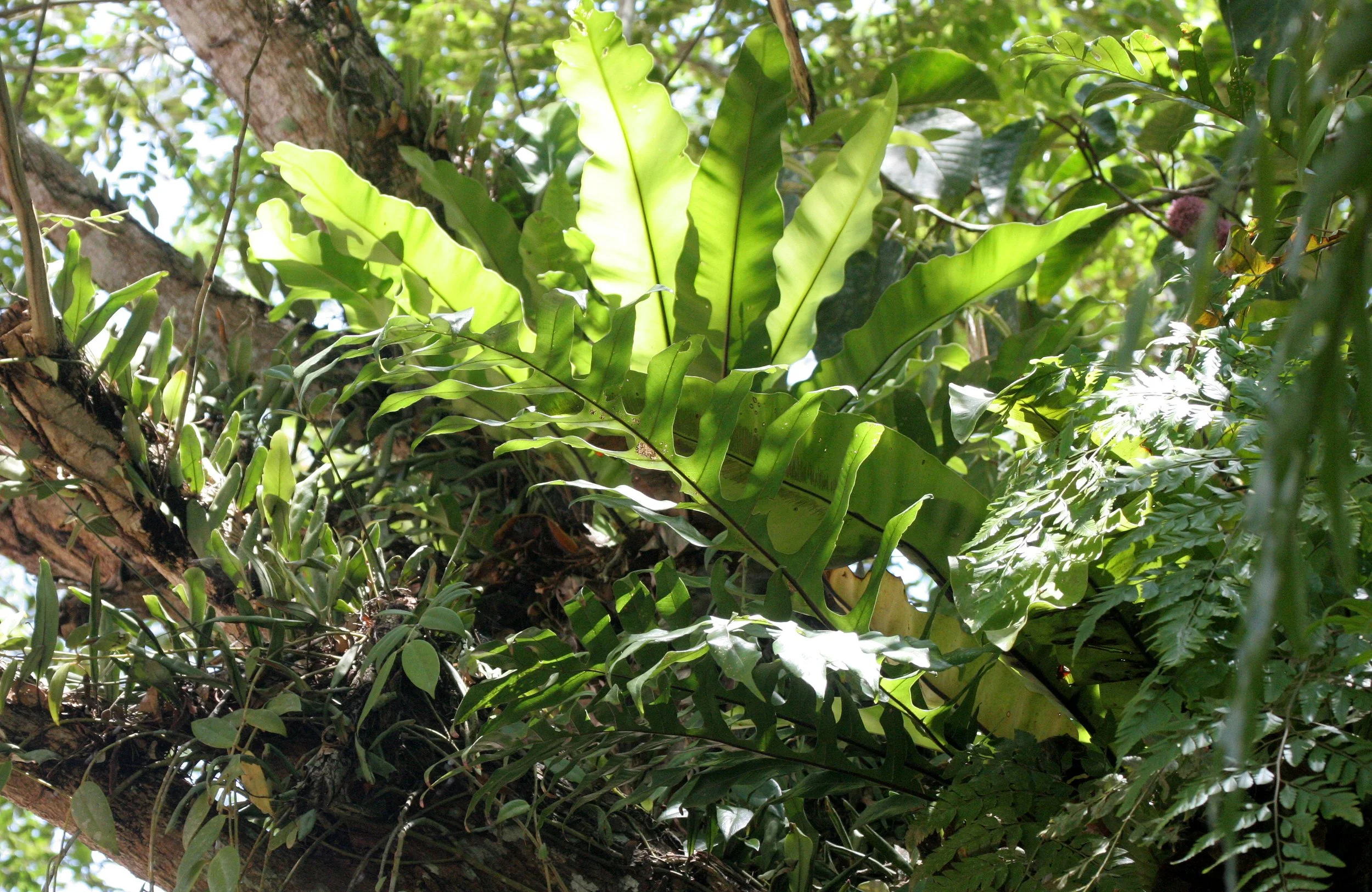 DANUM VALLEY BORNEO - BIRDS NEST FERN.JPG