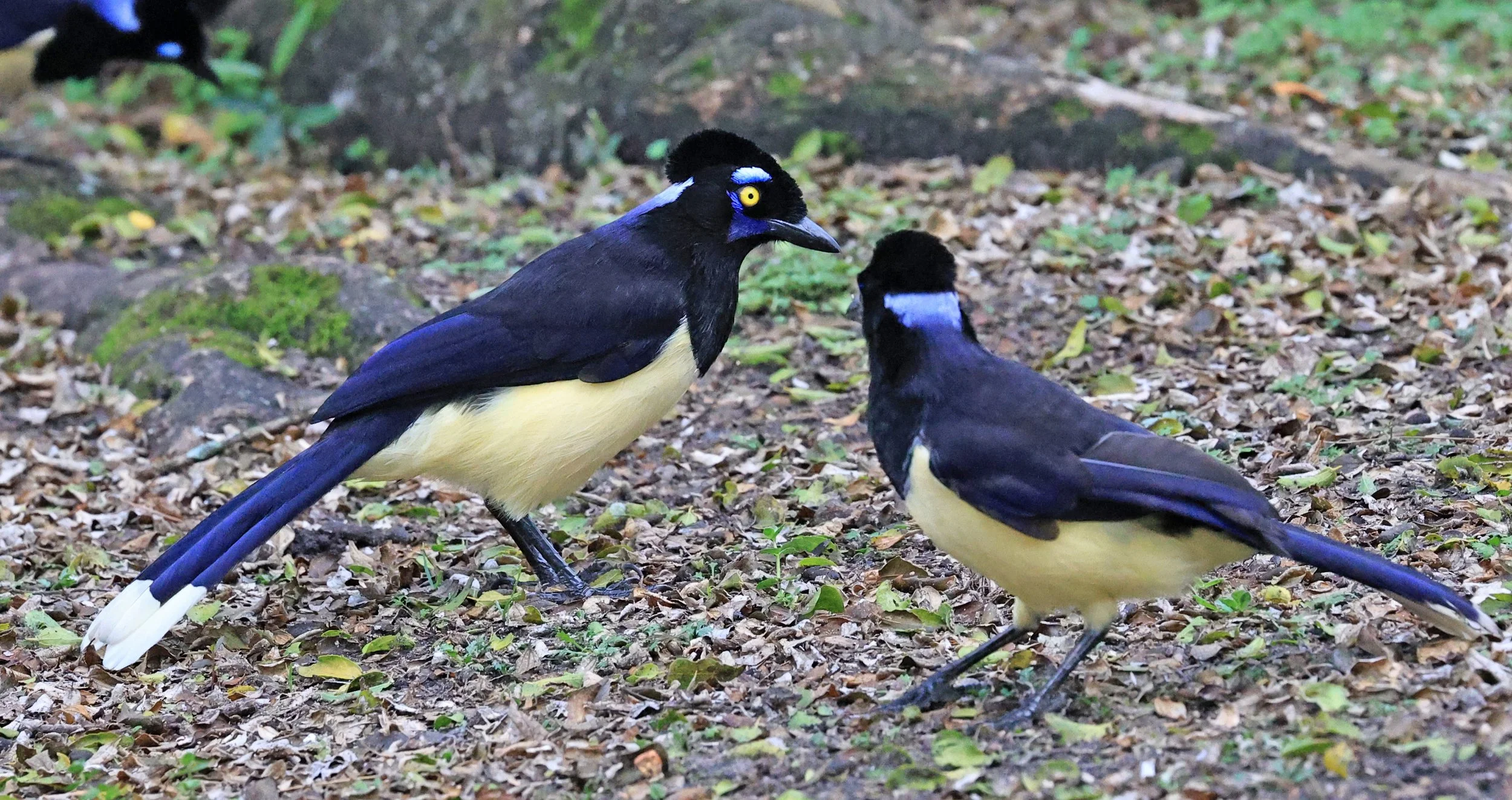Plush-crested Jay (Cyanocorax chrysops) El Palmar National Park, Entre Rios, Argentina (2).jpg