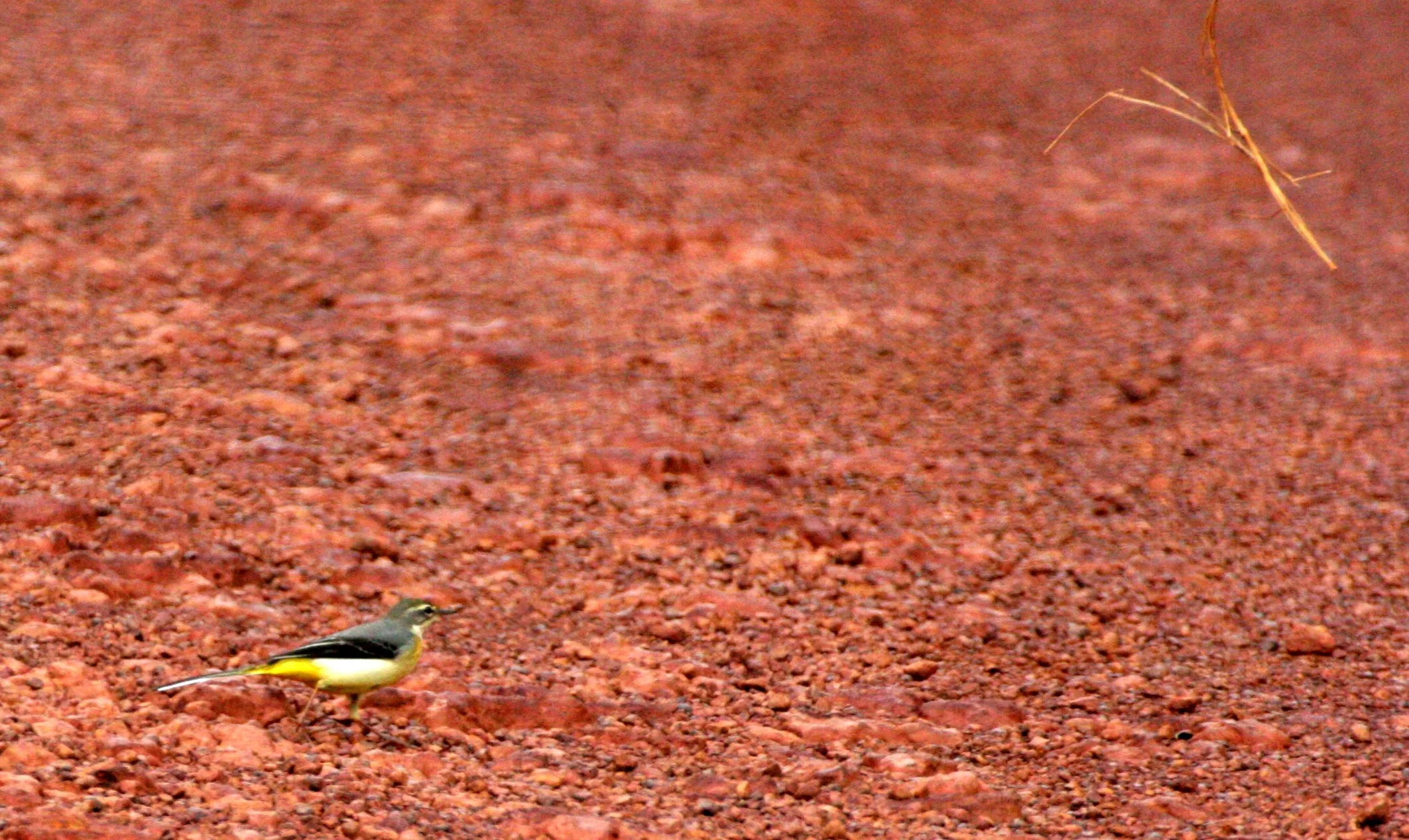 GREY WAGTAIL - Motacilla cinerea - PANG SIDA NATIONAL PARK THAILAND.JPG