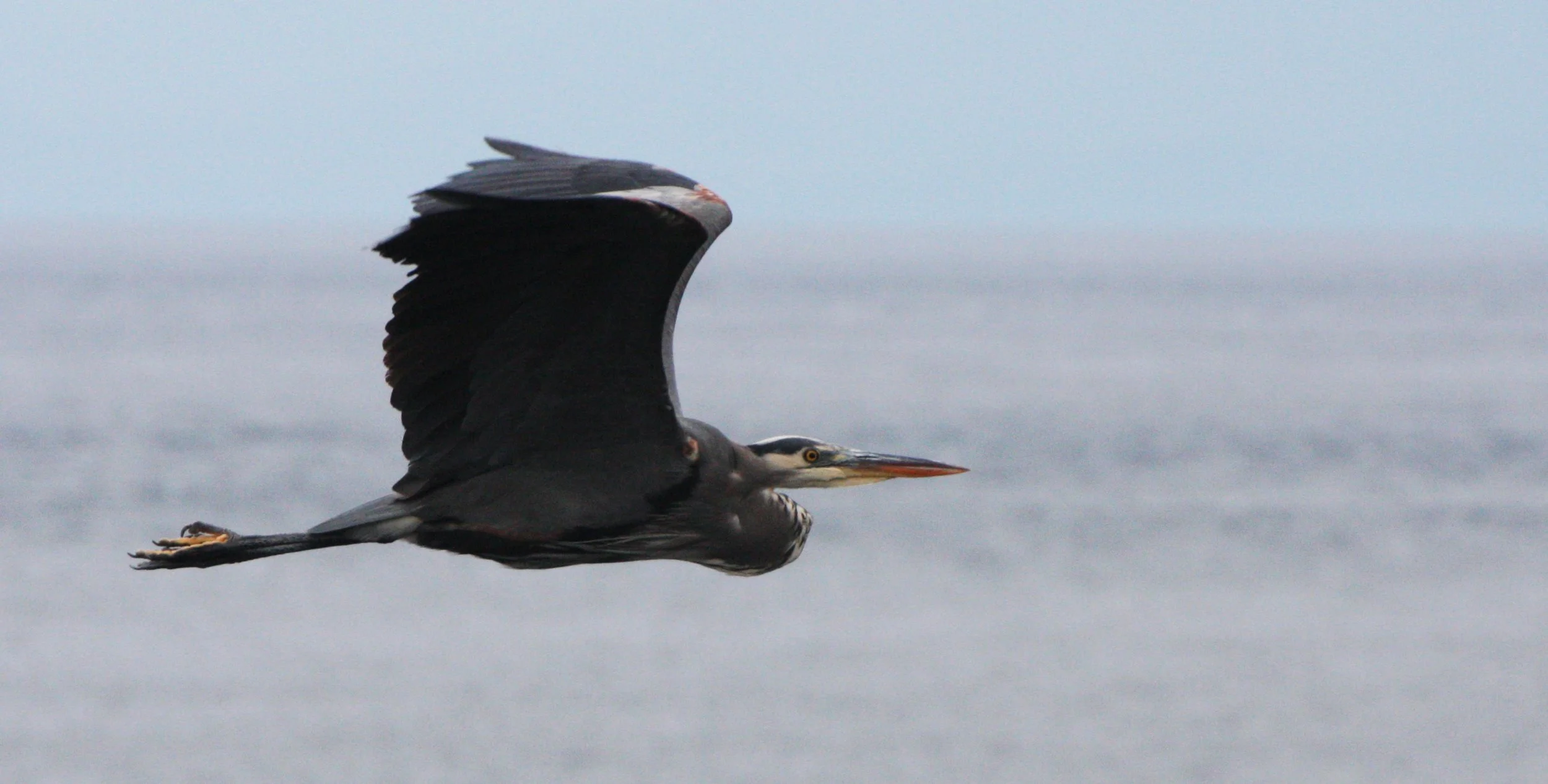 HERON - GREAT BLUE HERON- Ardea herodias - CAPE FLATTERY WASHINGTON (4).JPG