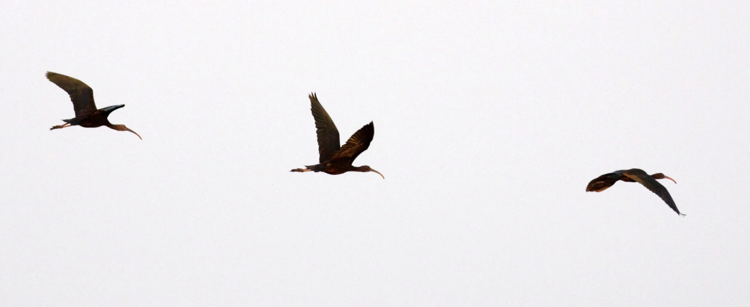 IBIS - BLACK IBIS - Pseudibis papillosa - LITTLE RANN OF KUTCH GUJARAT INDIA (1).JPG