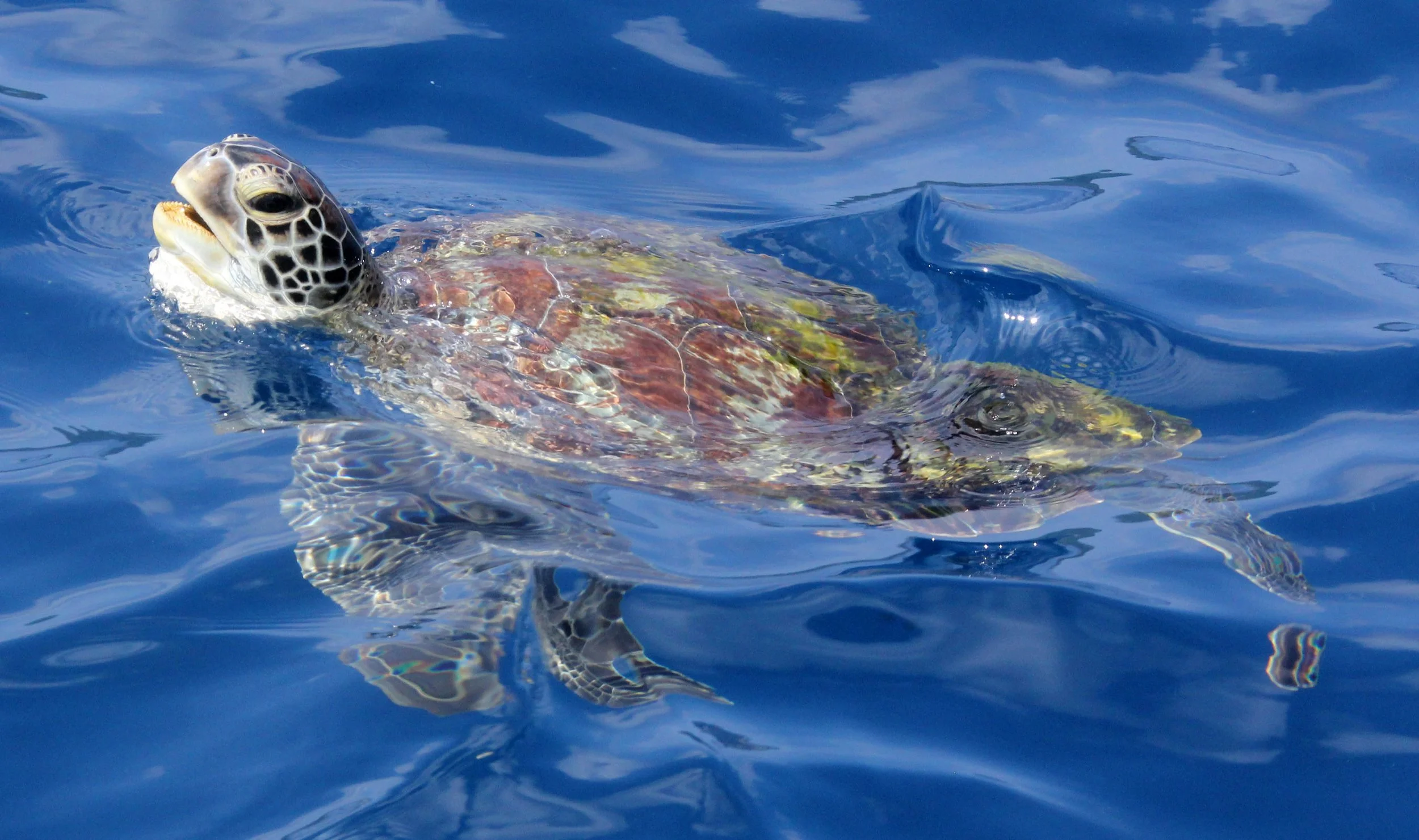 2014 Similans Trip with Family on The Junk (168).JPG