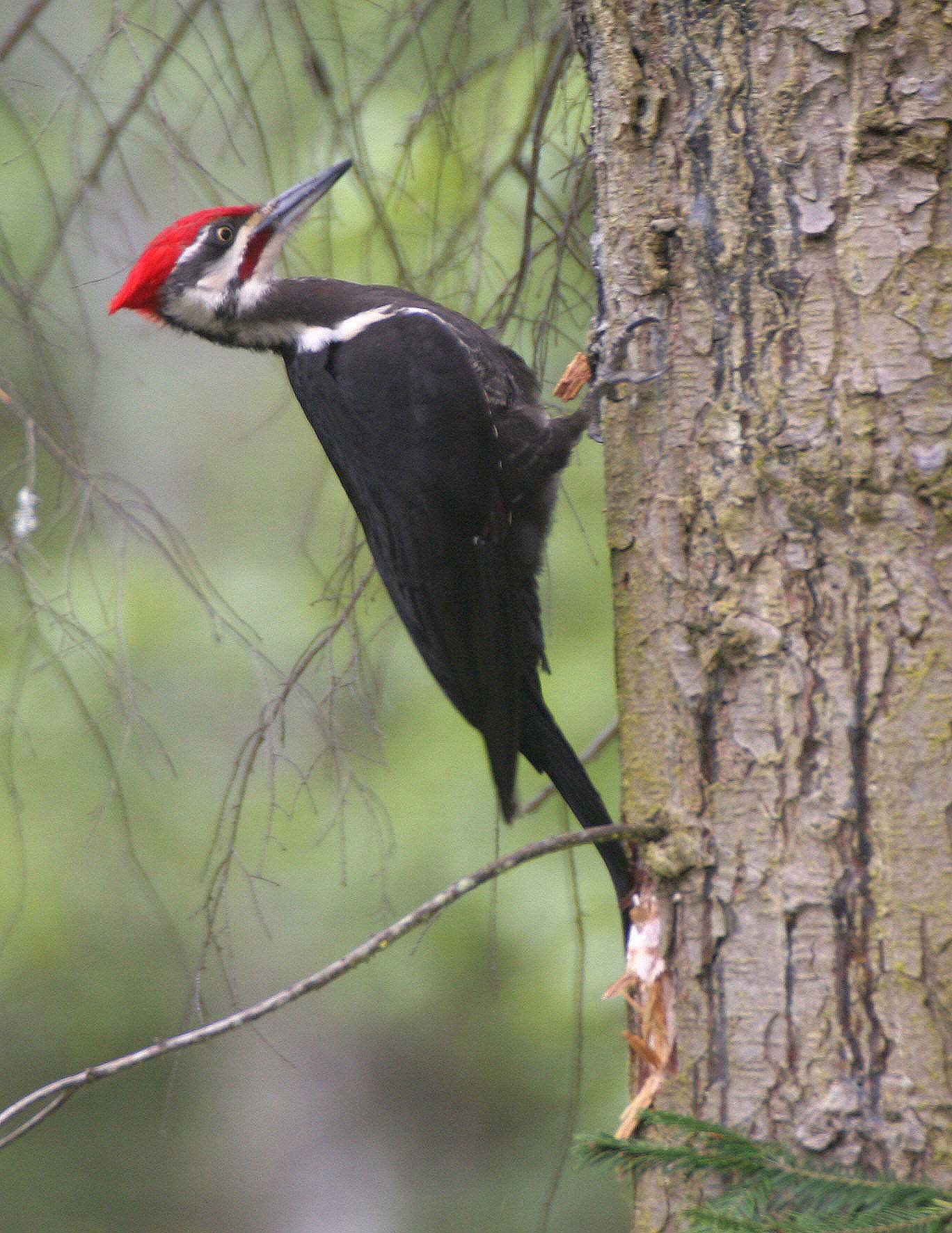 BIRD - WOODPECKER - PILEATED WOODPECKER - GASMAN (20).jpg