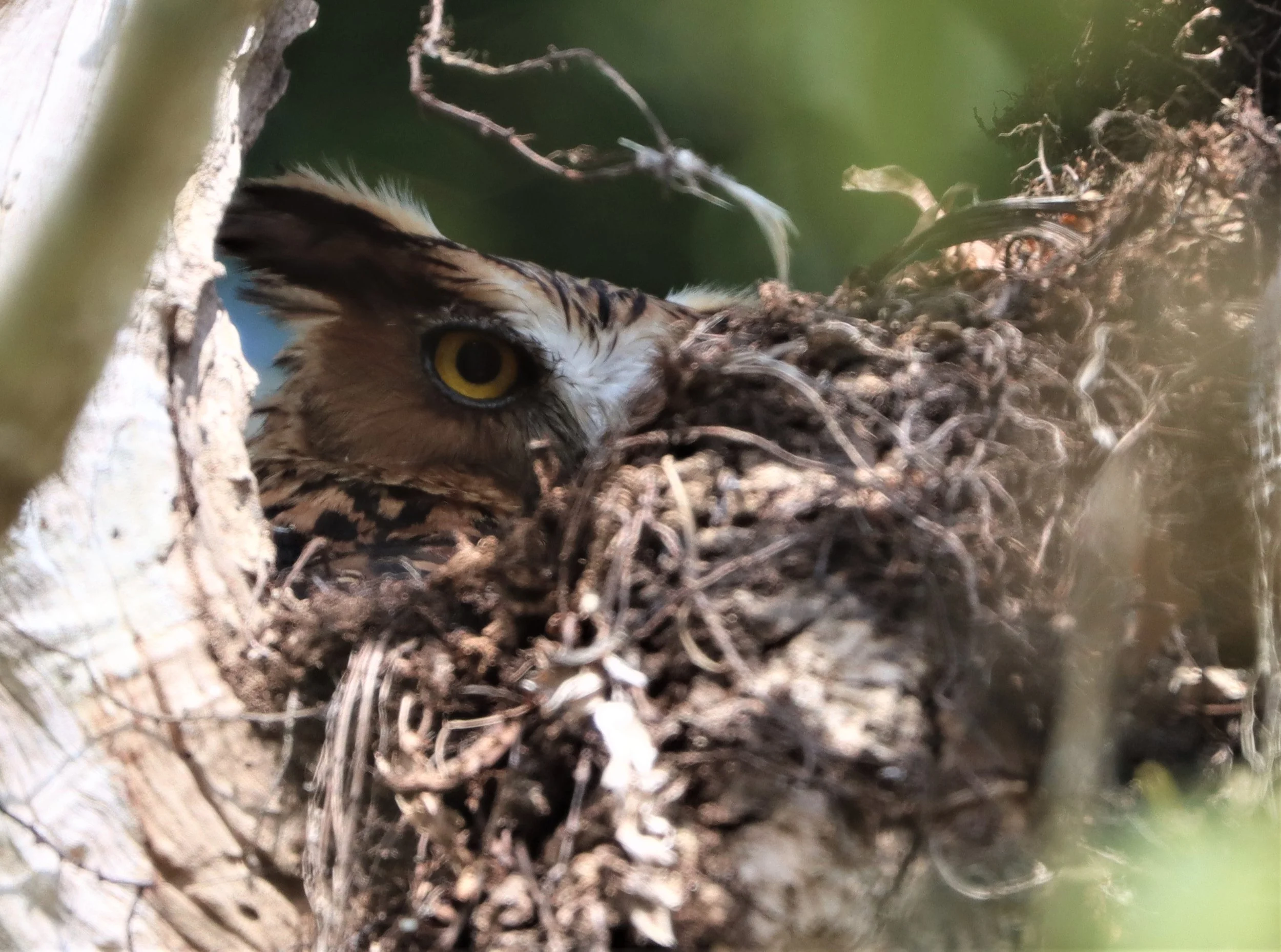 OWL - BUFFY FISH OWL - Ketupa ketupu - KAENG KRACHAN THAILAND (41).jpg