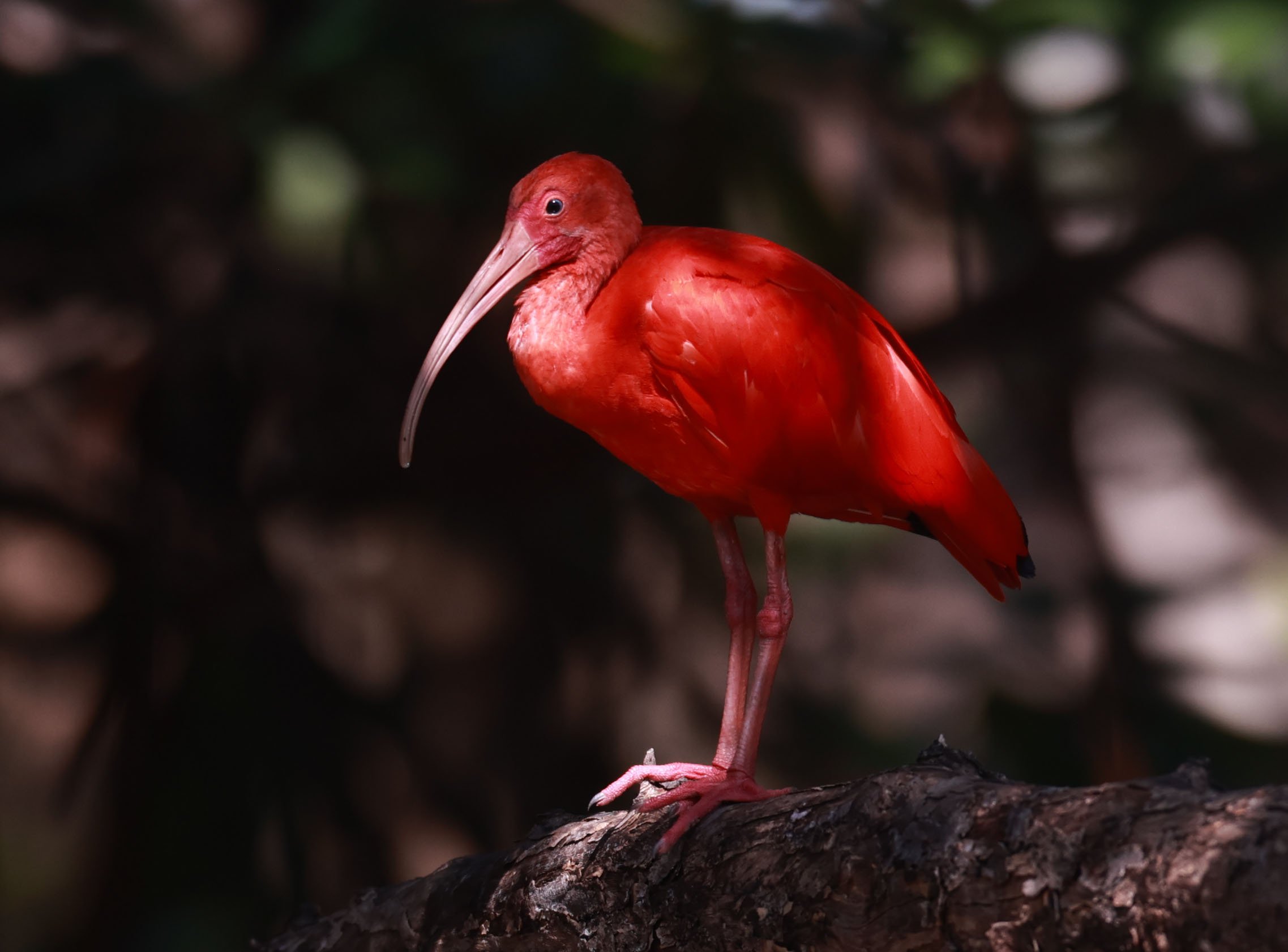 Ibis - Scarlet Ibis - Eudocimus ruber - 29 Songkaow Cafe, Chachoengsao Thailand (258).jpg