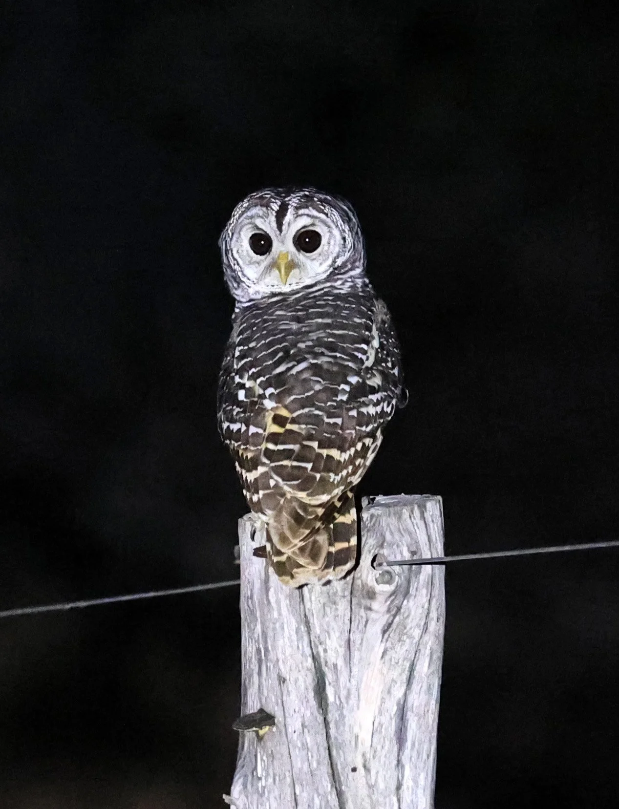 Chaco Owl (Strix chacoensis) Fortin Toledo Paraguay (1).jpg