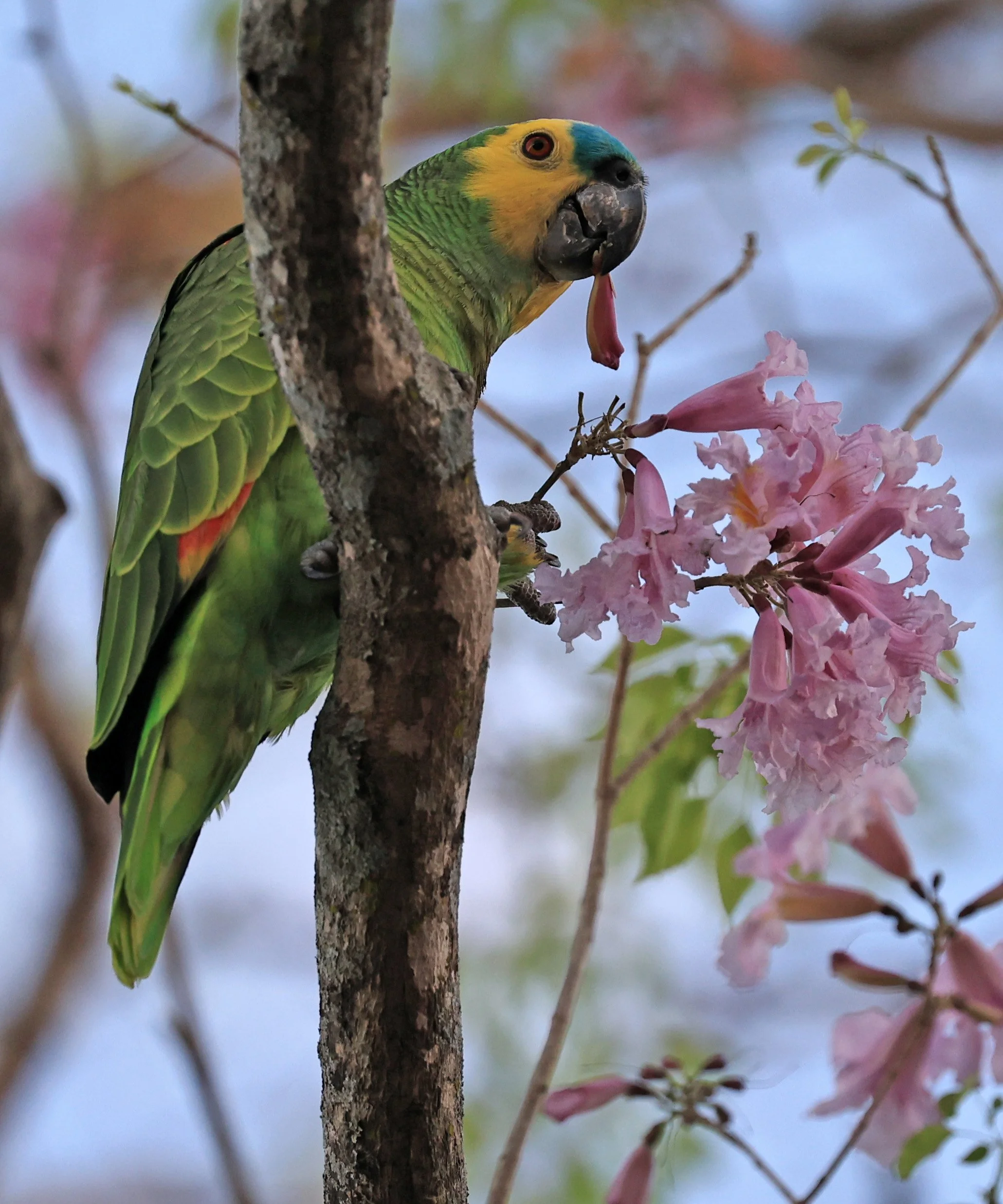 Blue-fronted Amazon (Amazona aestiva) Estancia Campo'í Paraguay (5).jpg