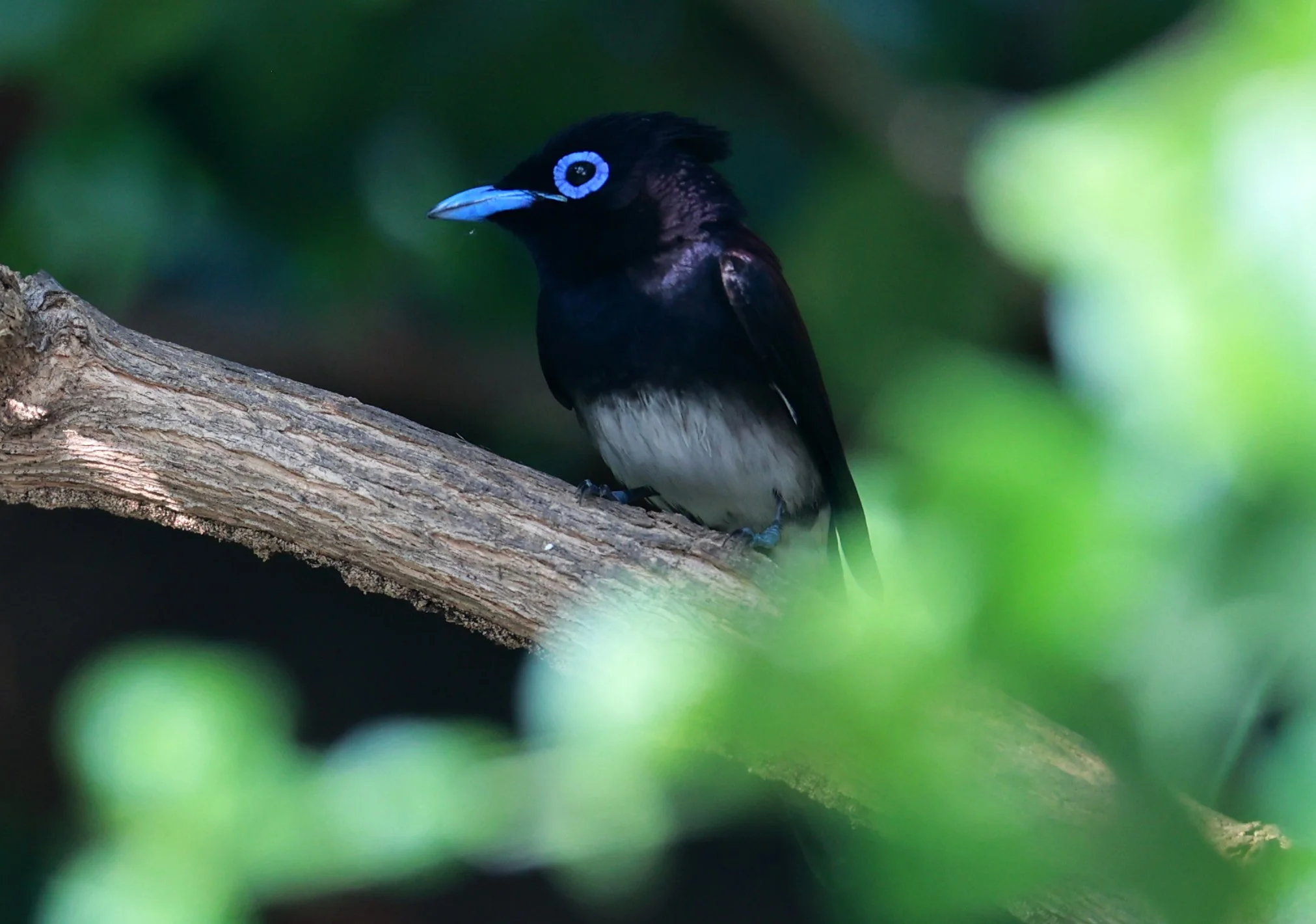 Paradise Flycatcher - Black or Japanese Paradise Flycatcher - Terpsiphone atrocaudata - Bang Pu Mangrove Forest Preserve (8).jpg