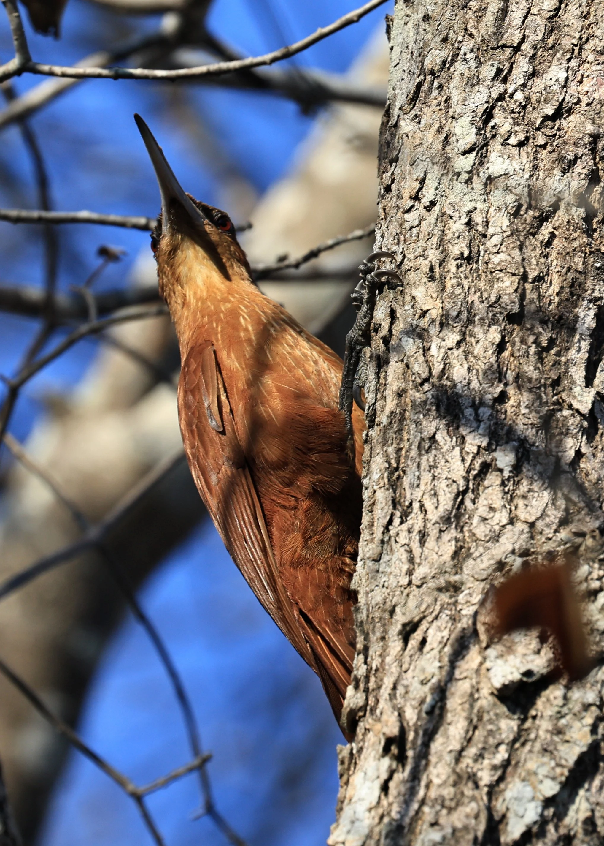 Great Rufous Woodcreeper (Xiphocolaptes major) Agua Dulce Paraguay